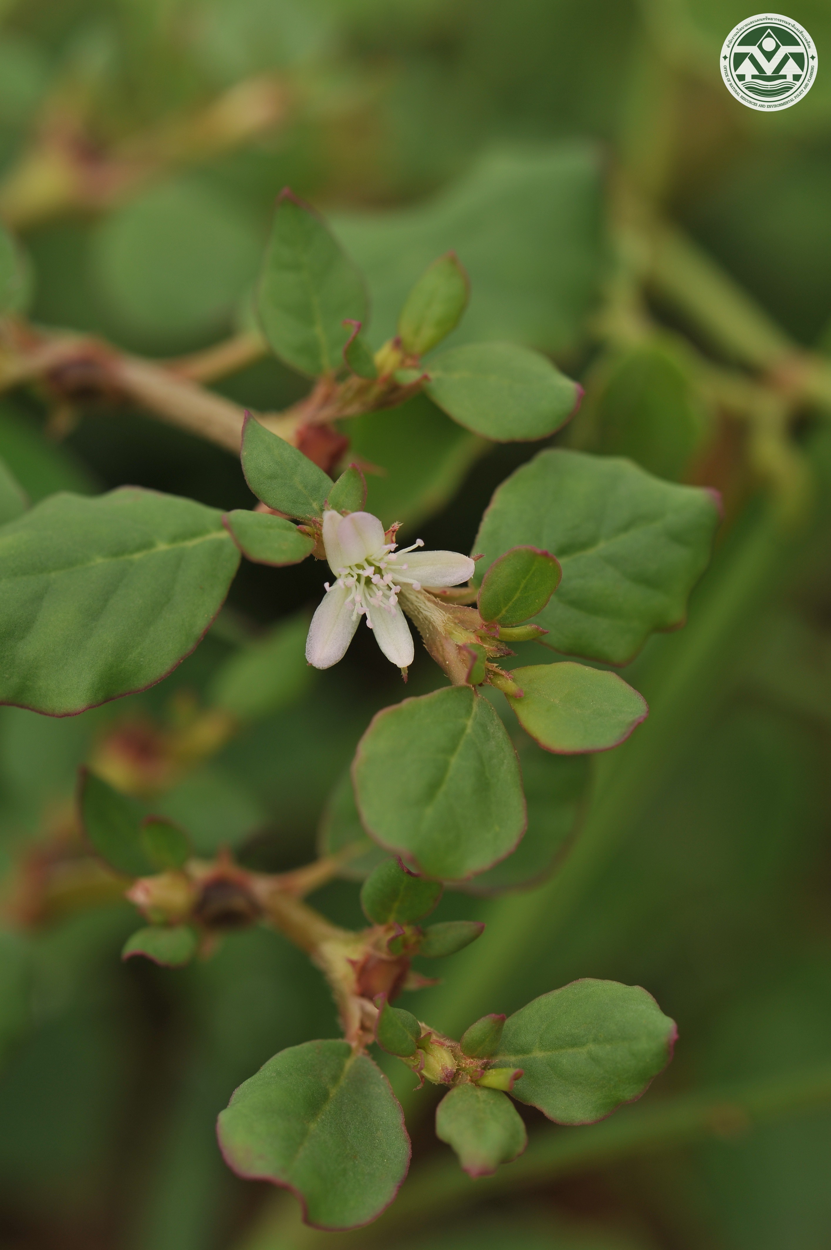 Trianthema portulacastrum