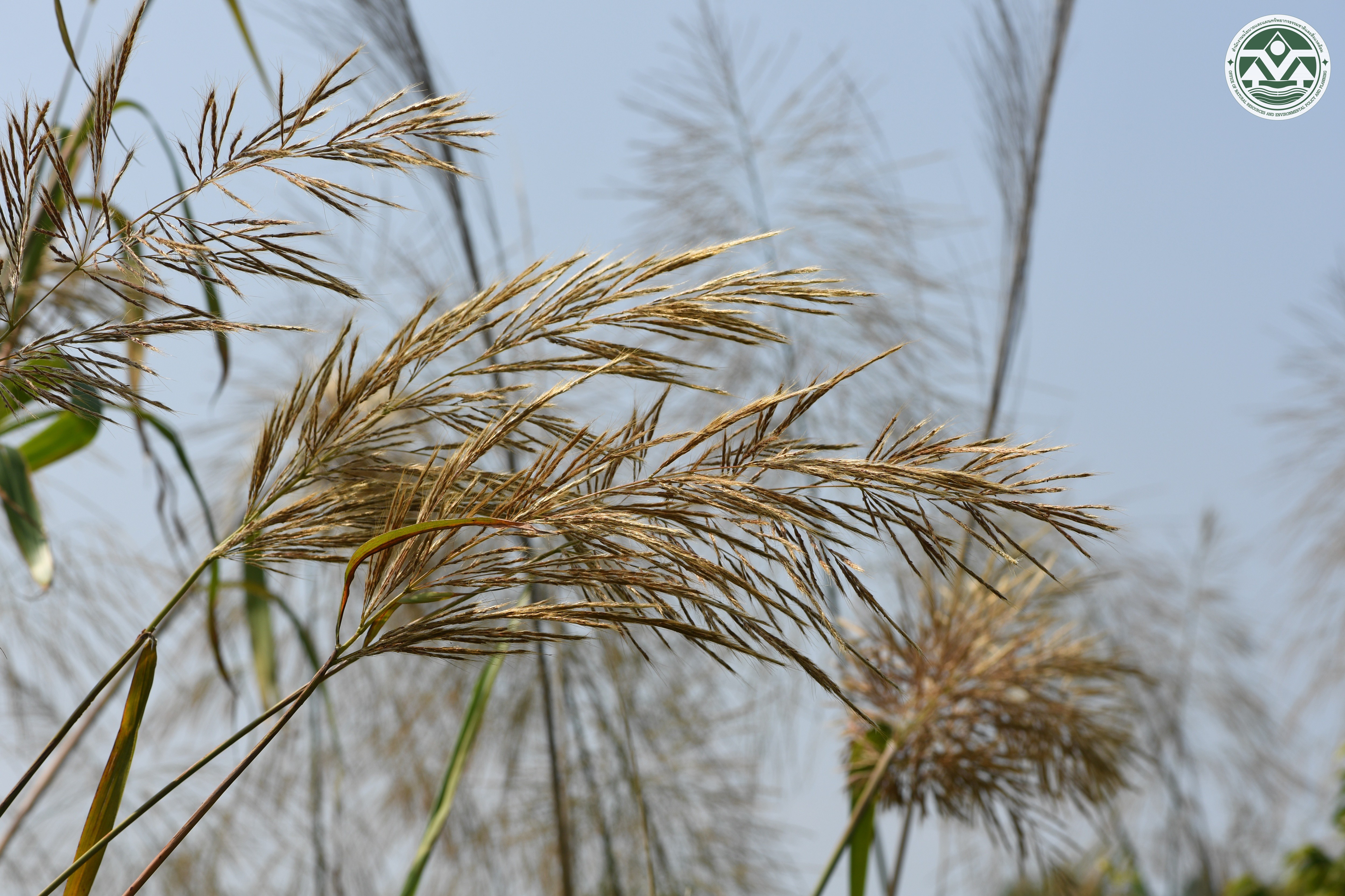 Saccharum longesetosum