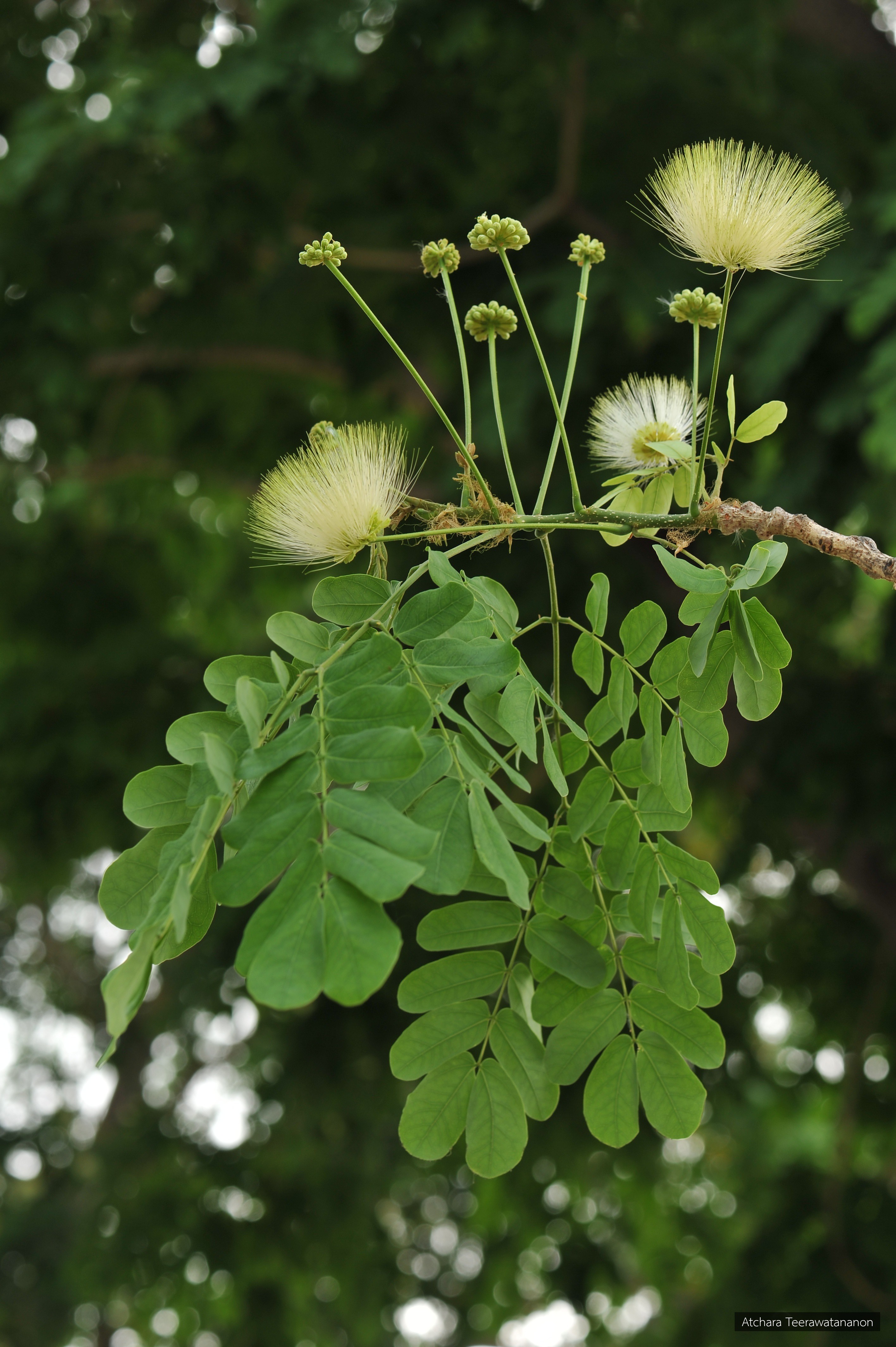 Albizia lebbeck