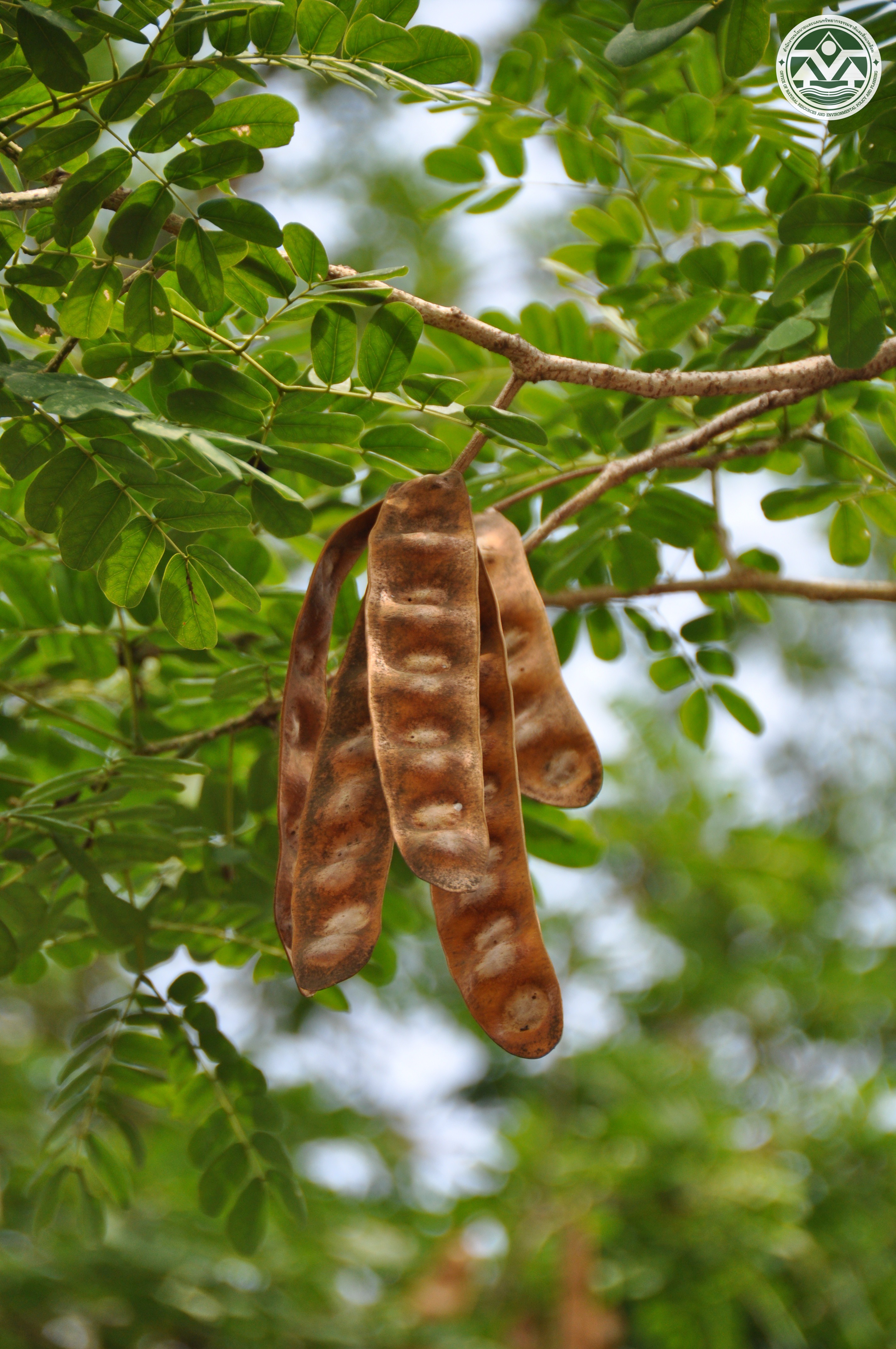 Albizia lebbeck