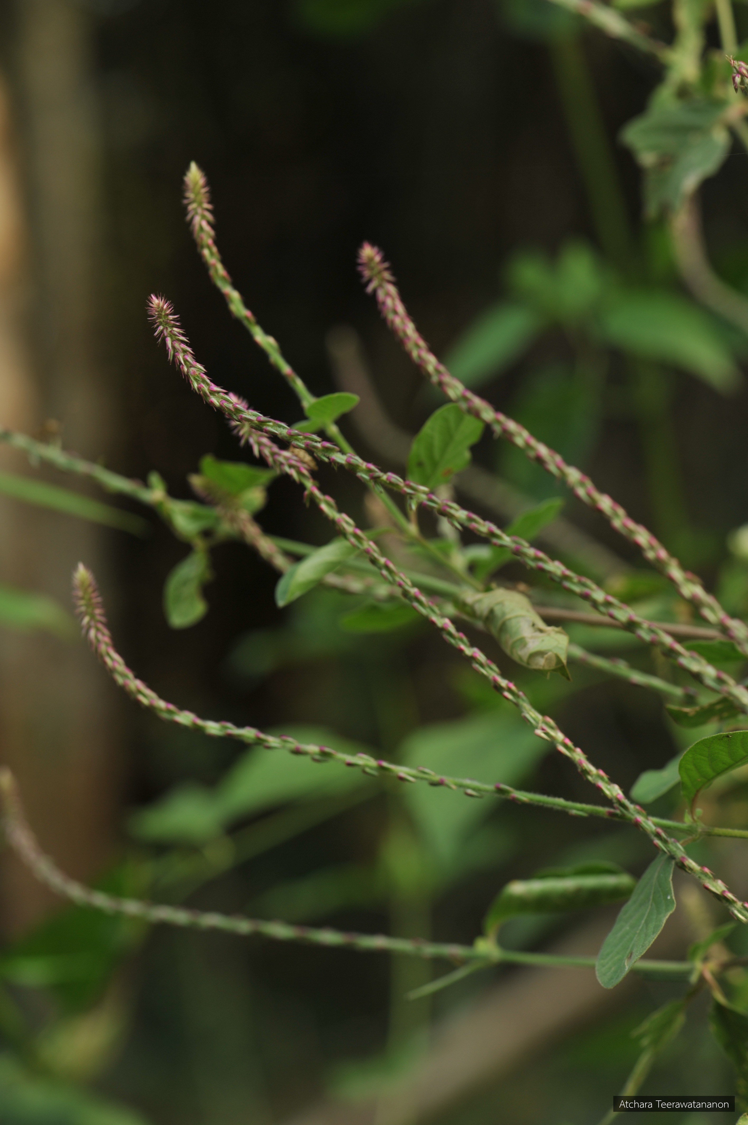 Achyranthes aspera