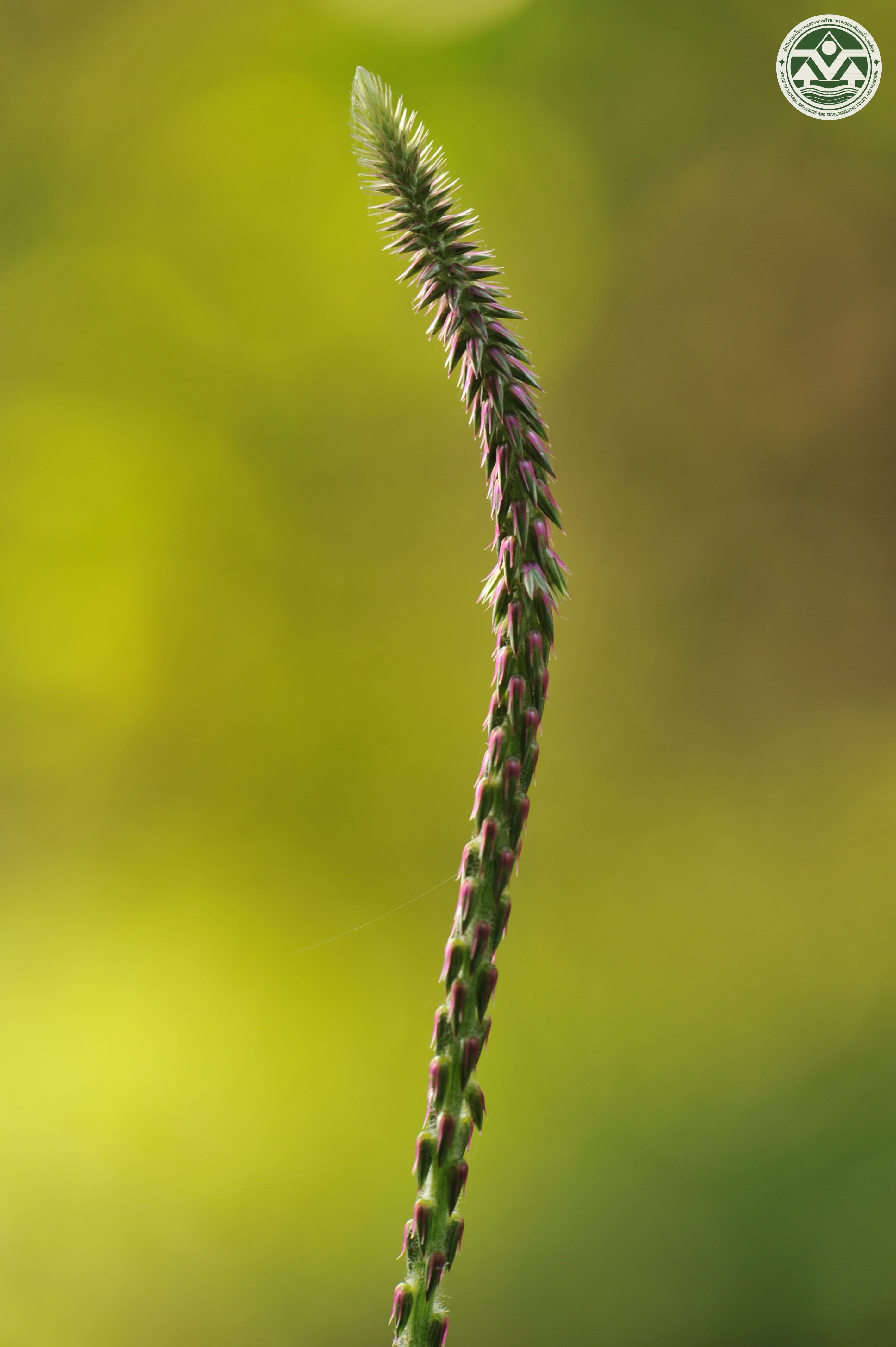 Achyranthes aspera