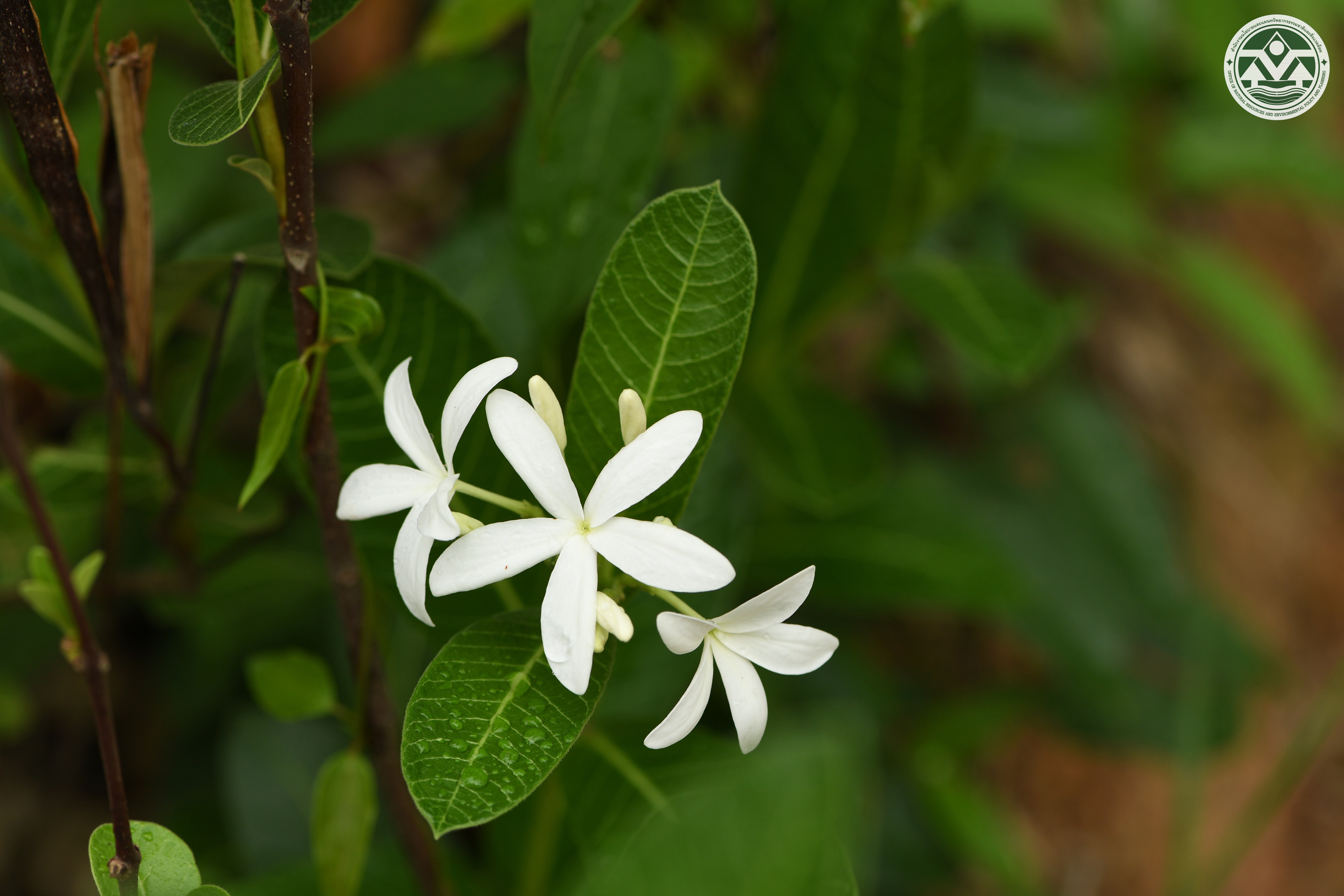 Holarrhena curtisii