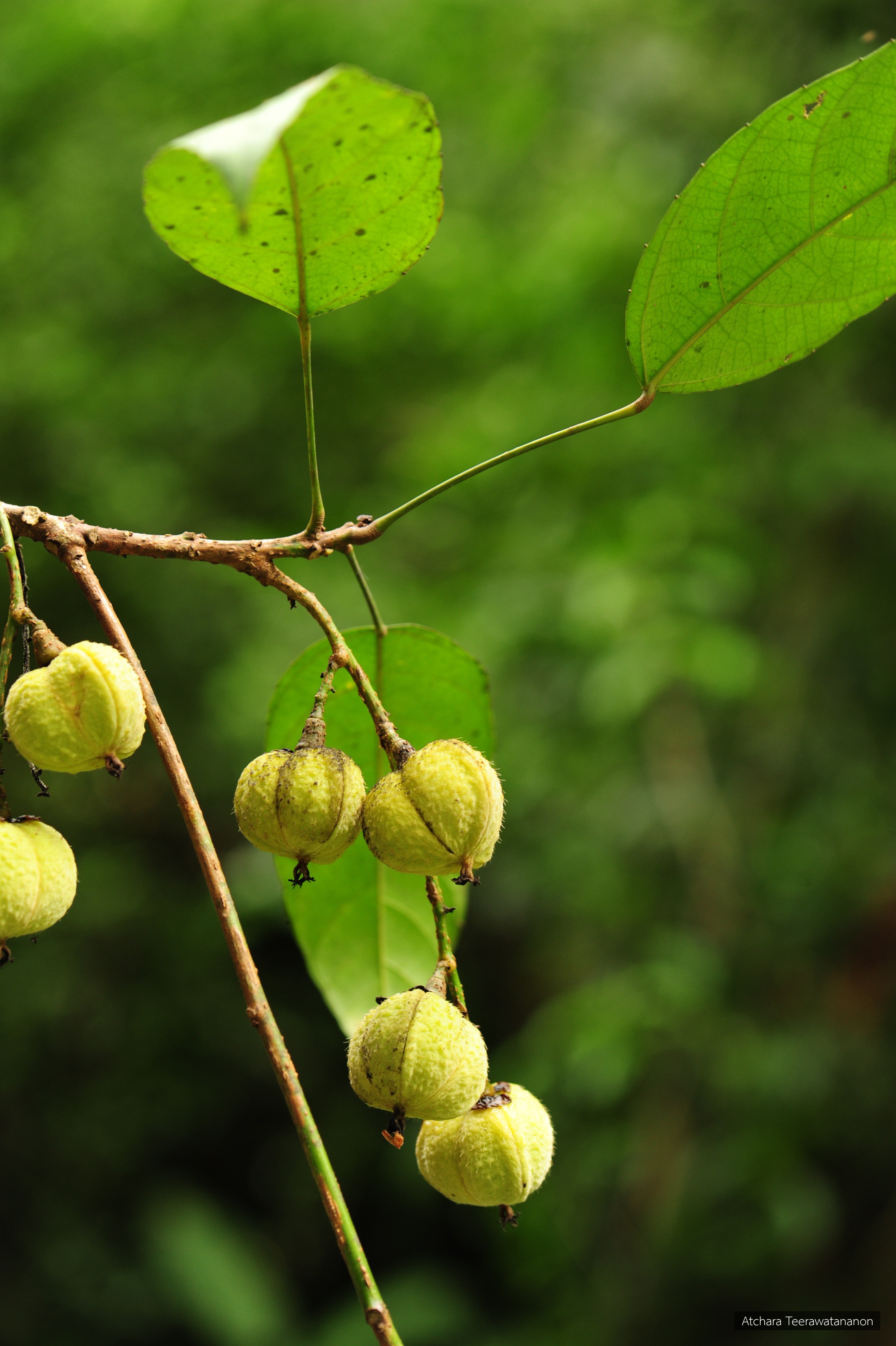 Ostodes paniculata