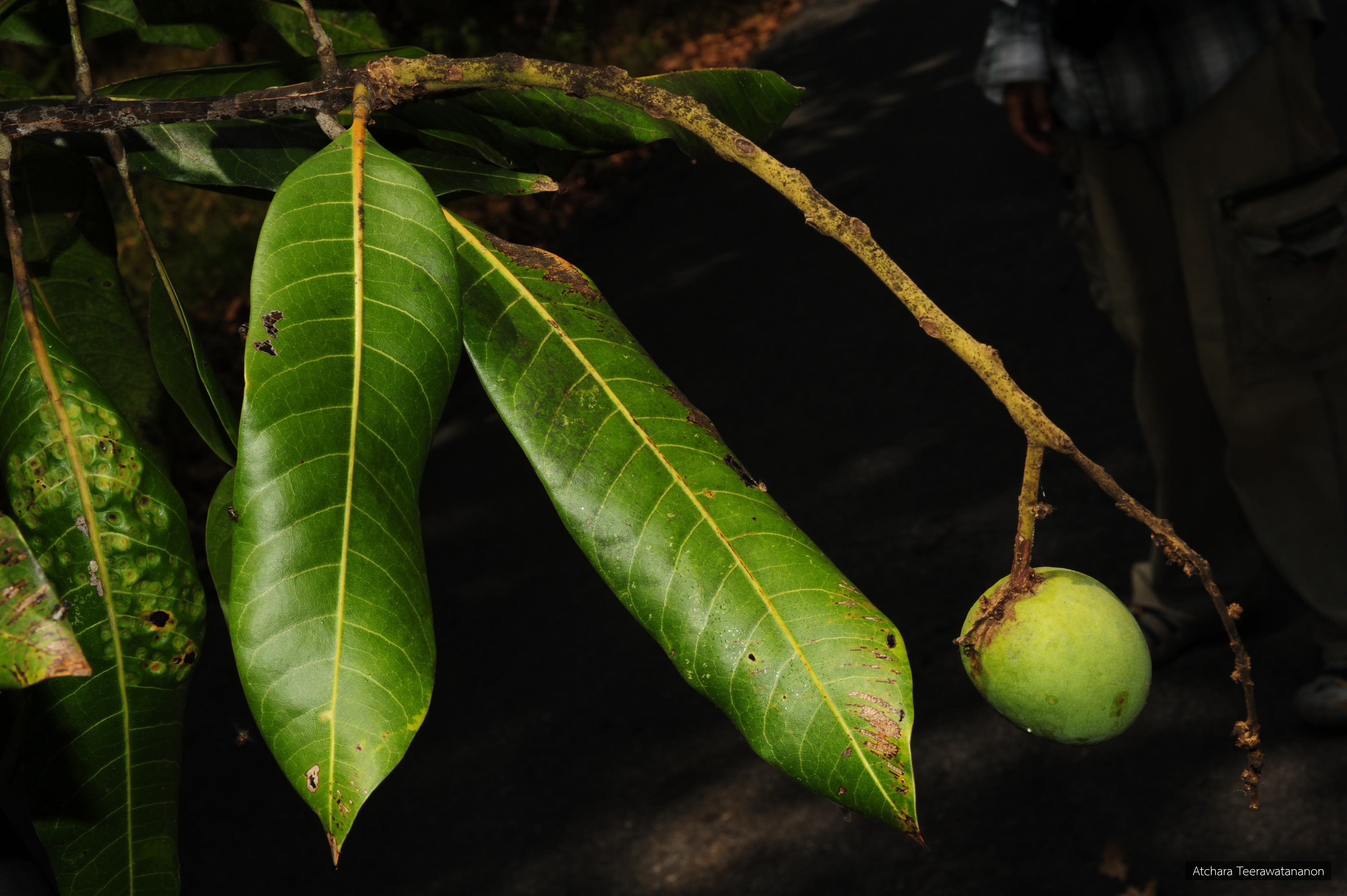 Mangifera caloneura