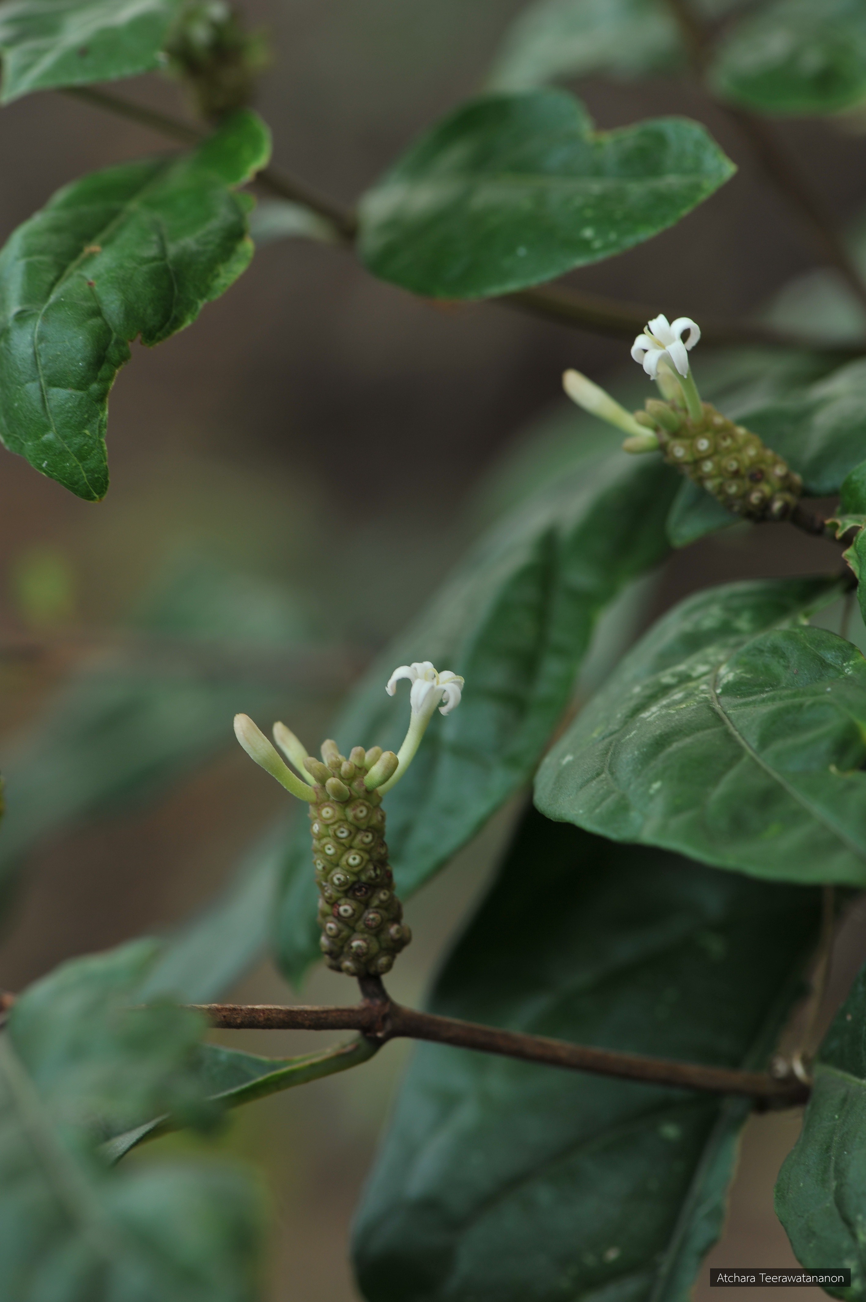 Morinda pandurifolia