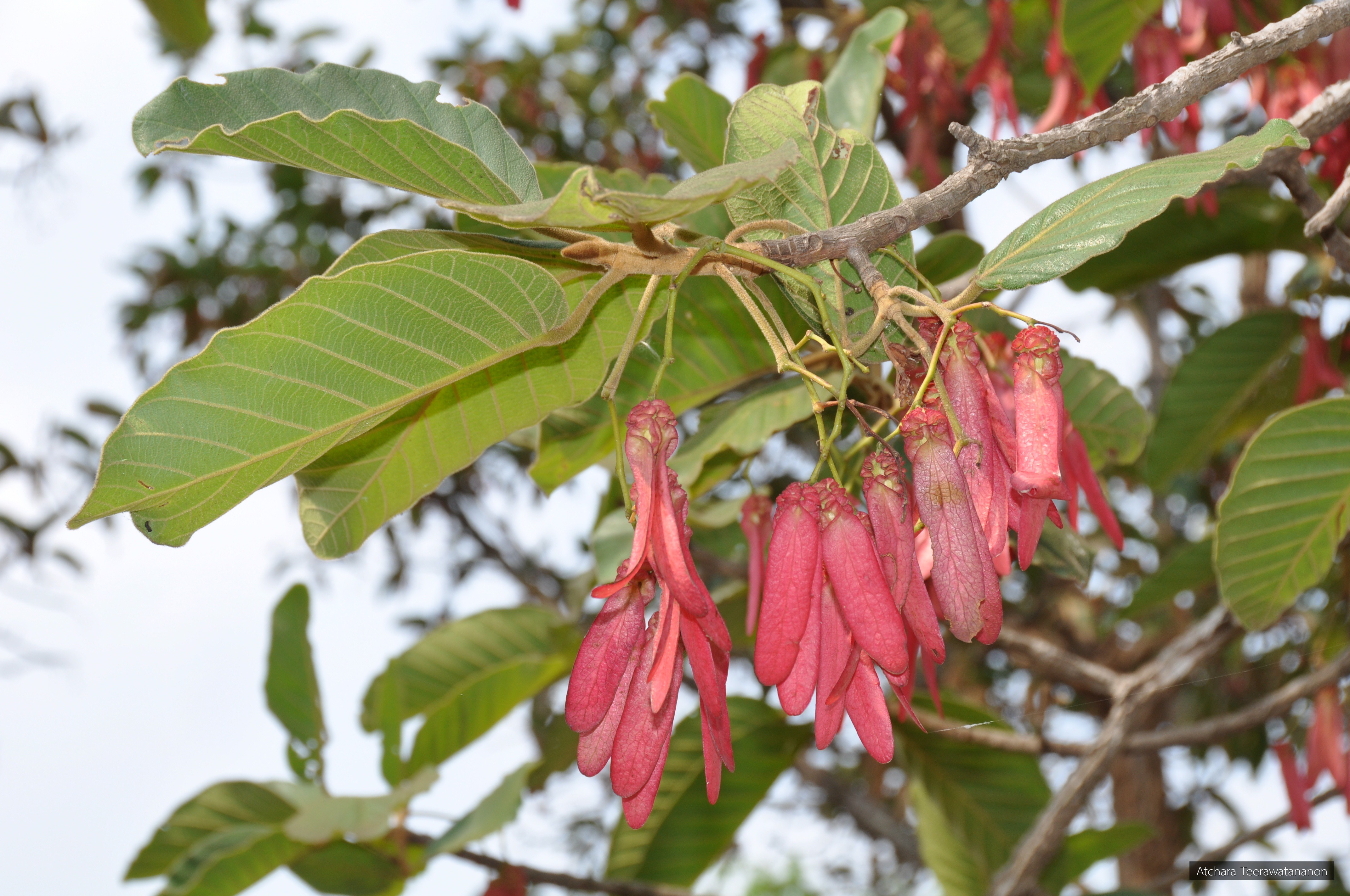 Dipterocarpus intricatus