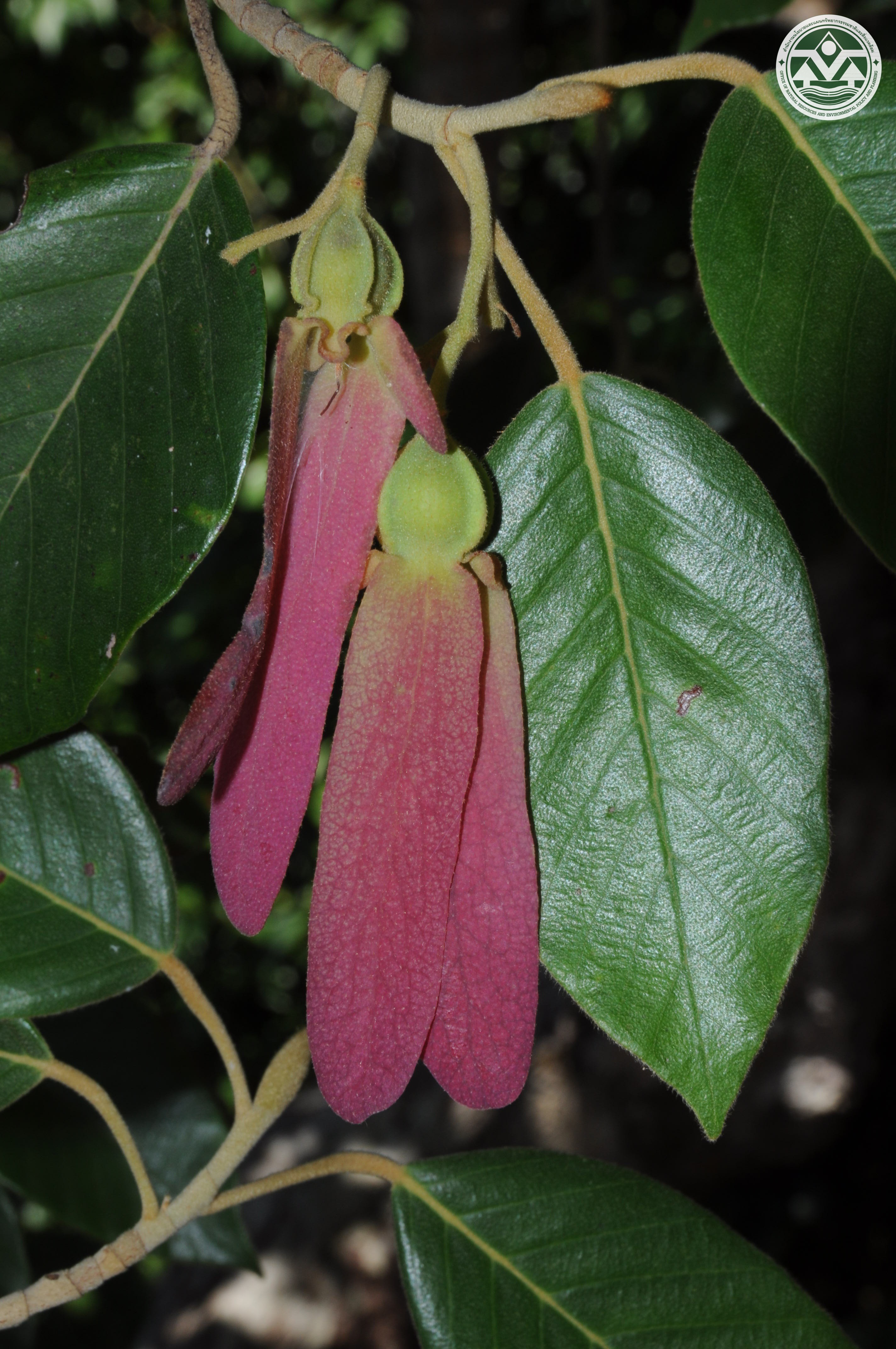 Dipterocarpus costatus
