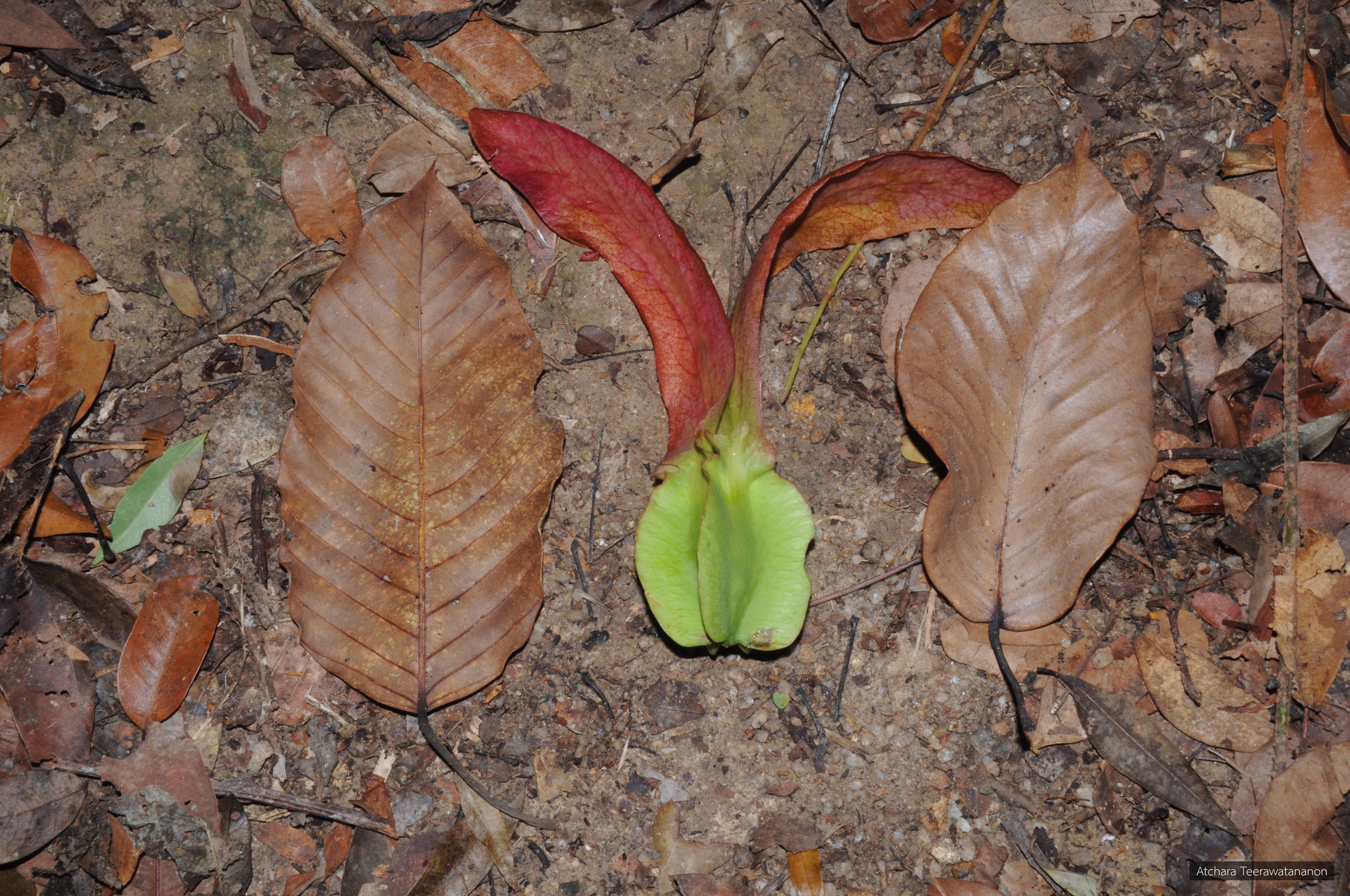 Dipterocarpus grandiflorus