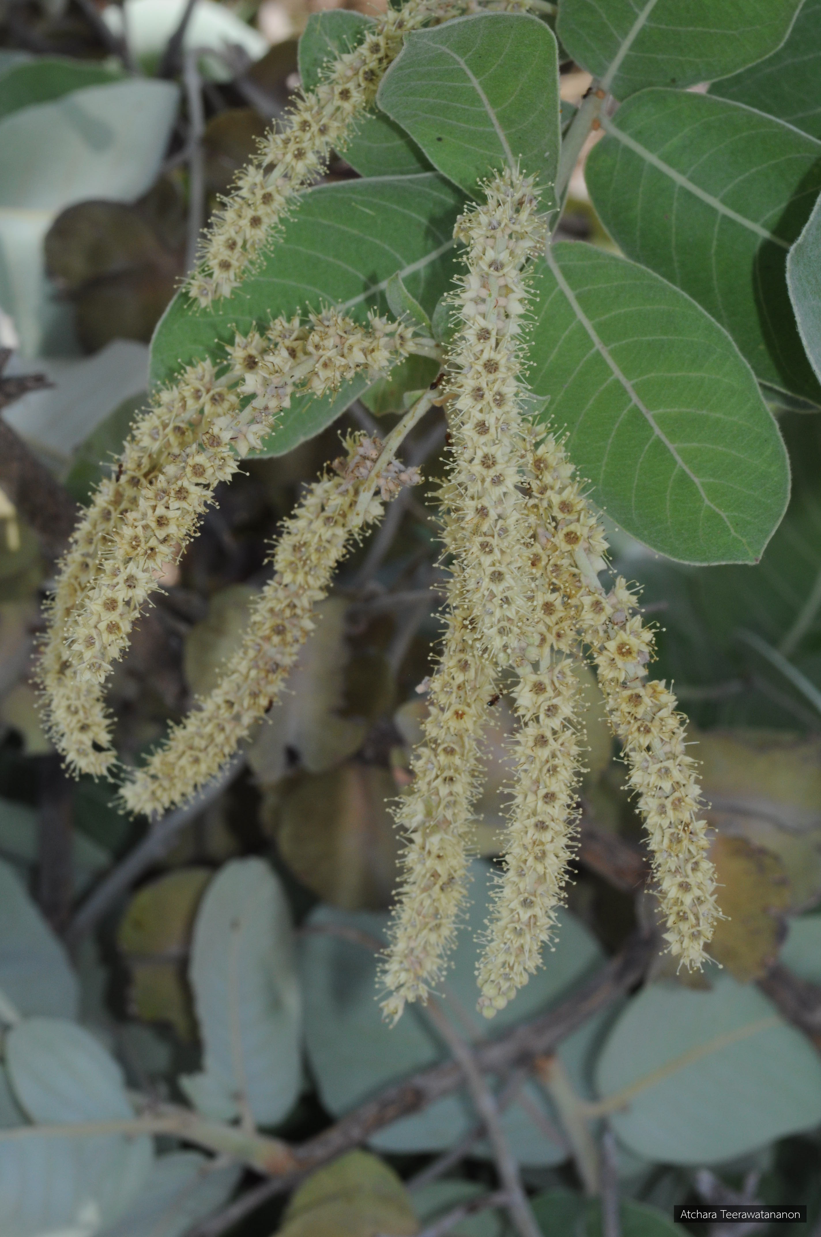 Terminalia alata