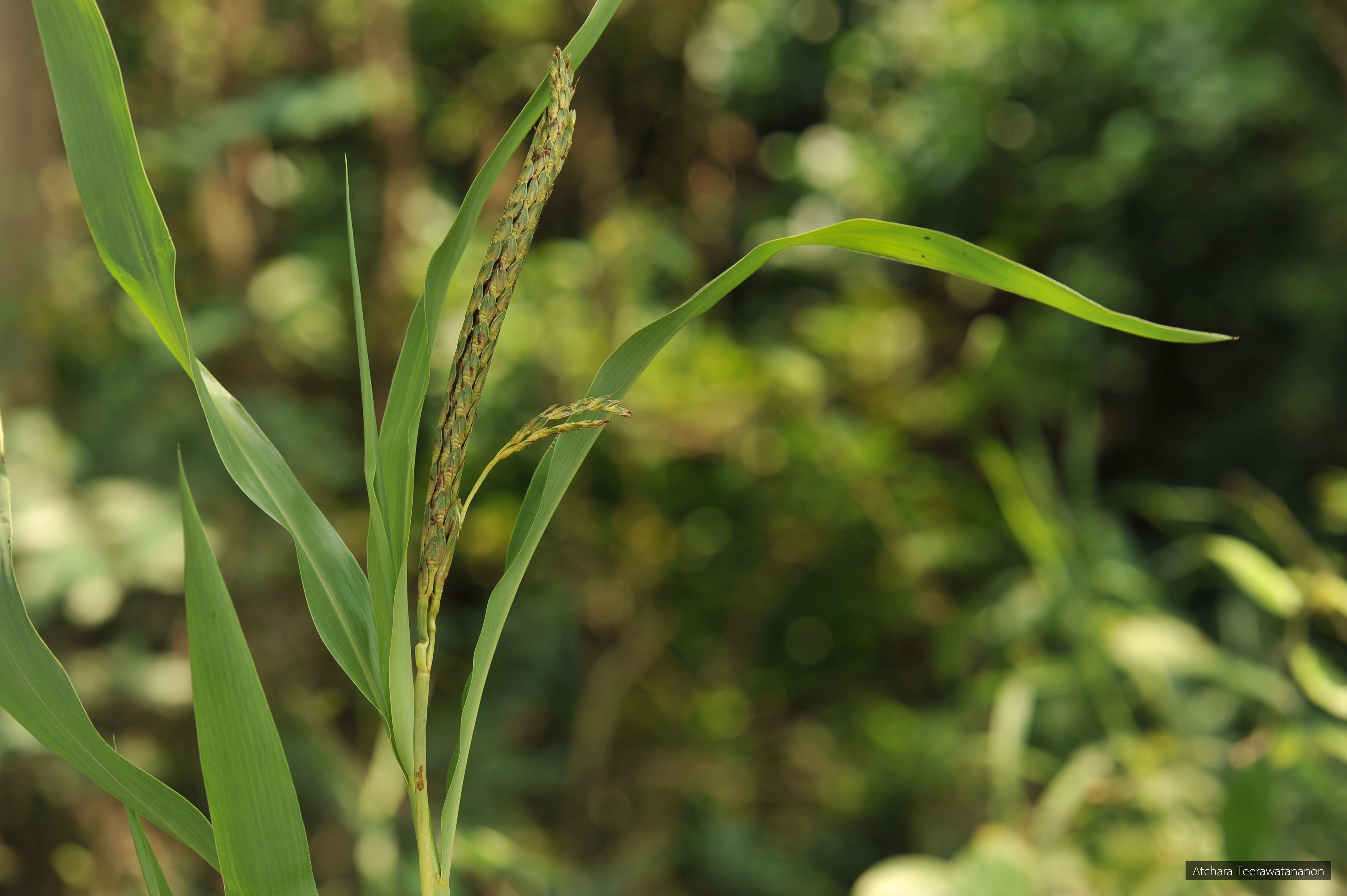 Ischaemum magnum