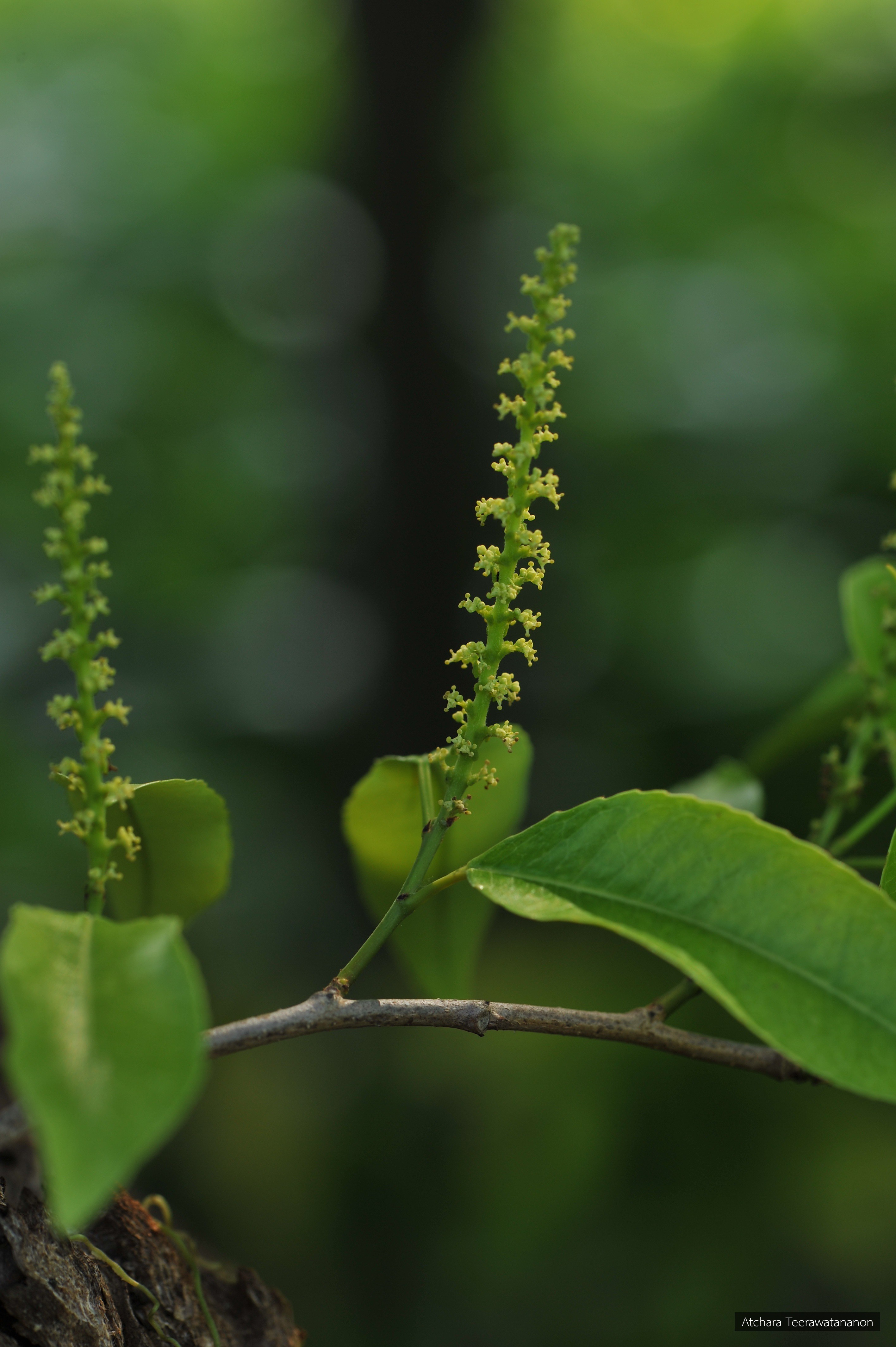 Shirakiopsis indica