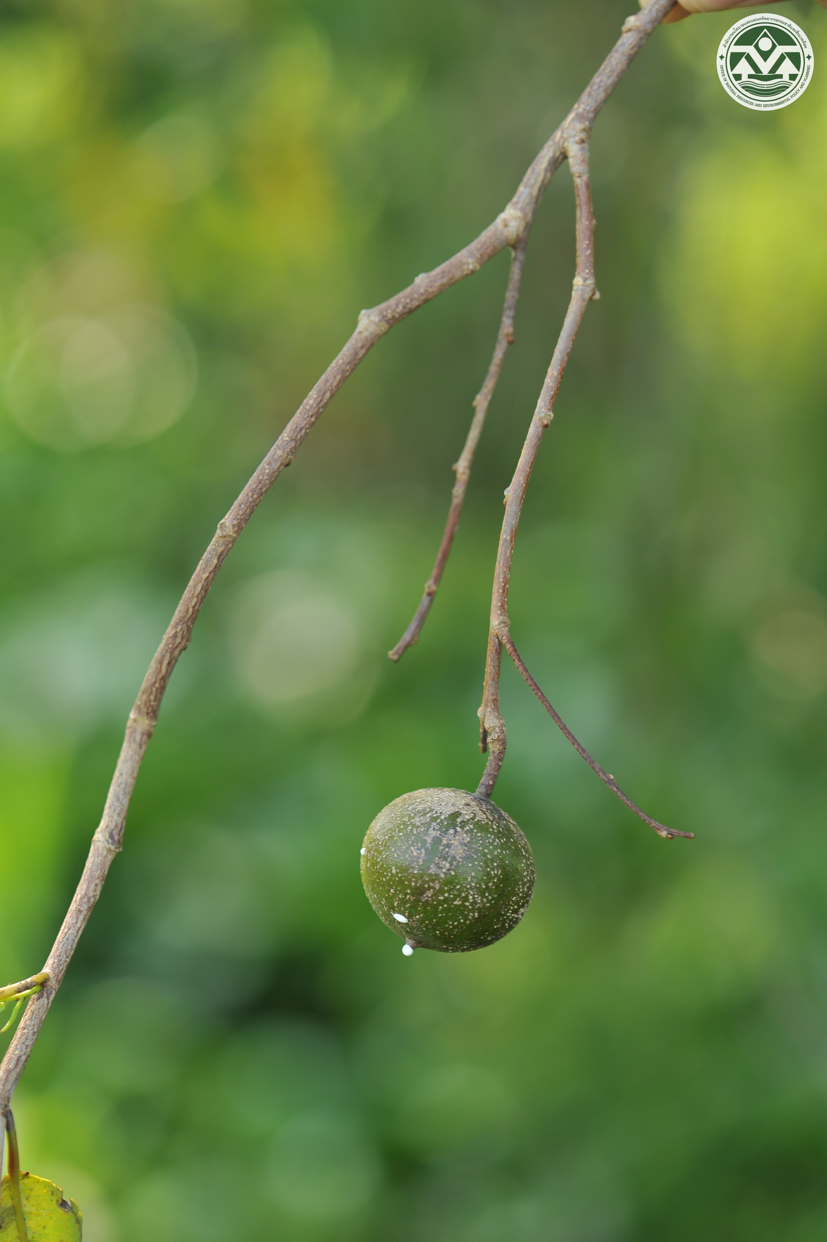 Shirakiopsis indica