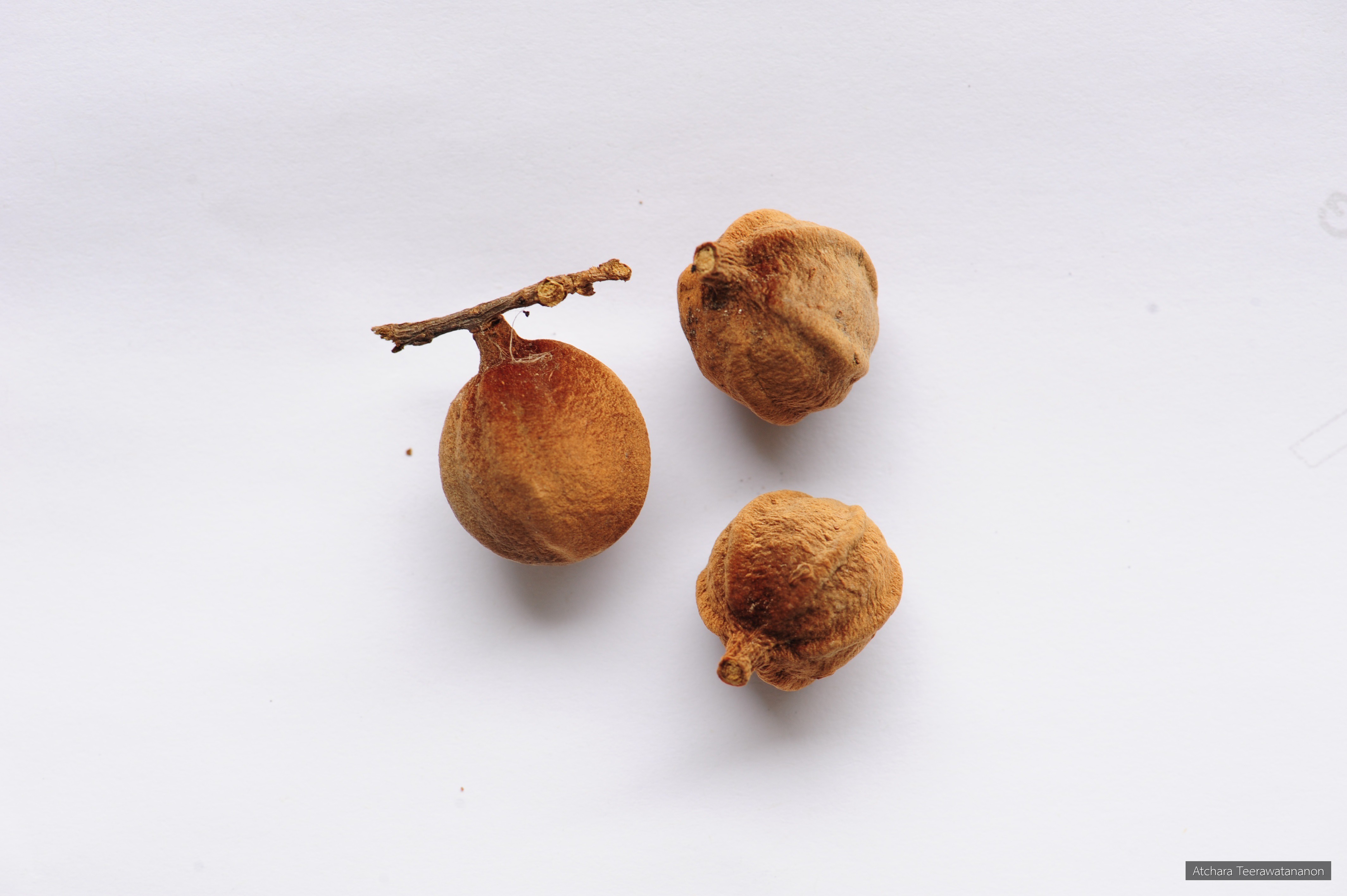 Mnesithea cancellata