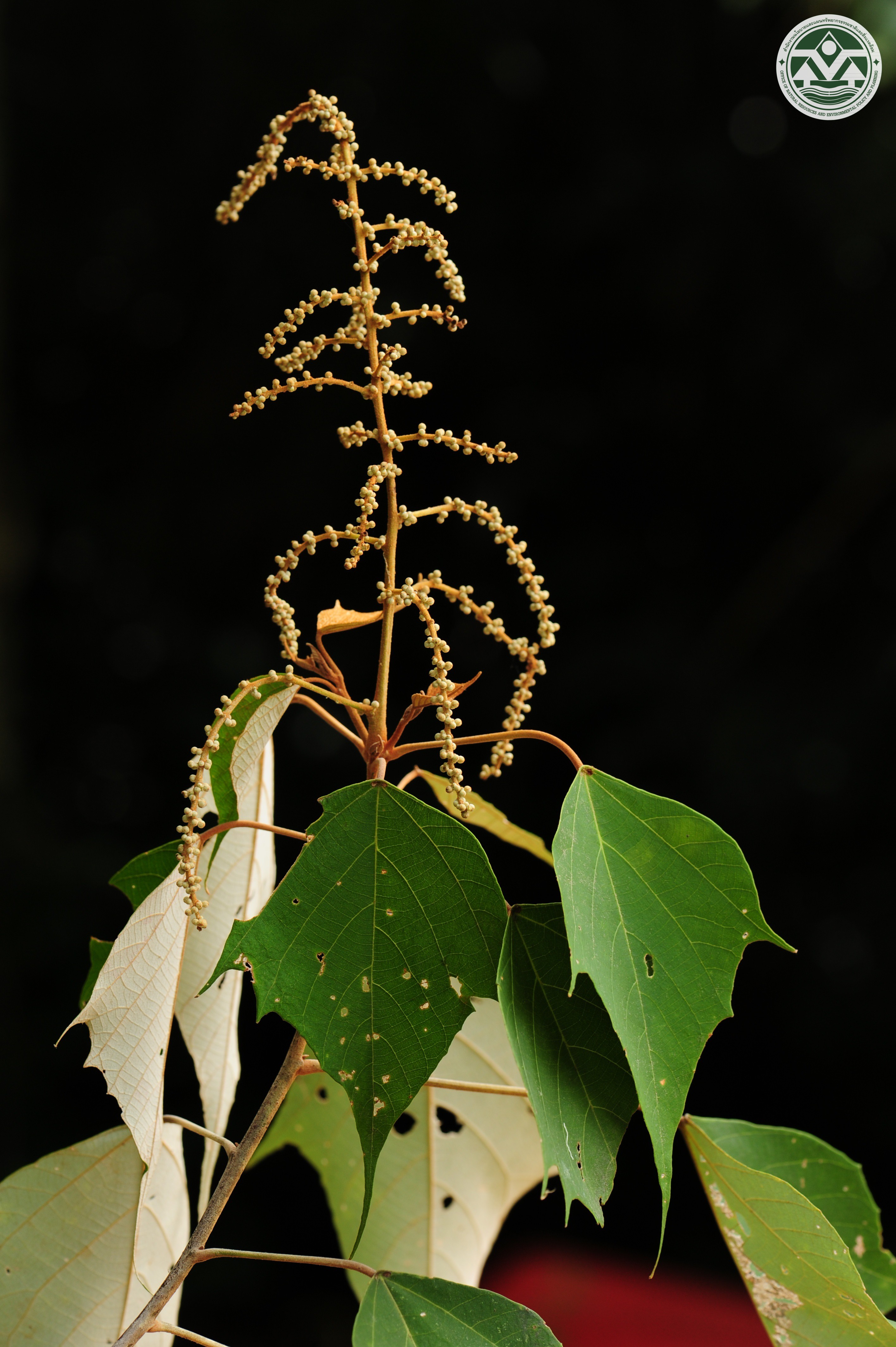 Mallotus paniculatus