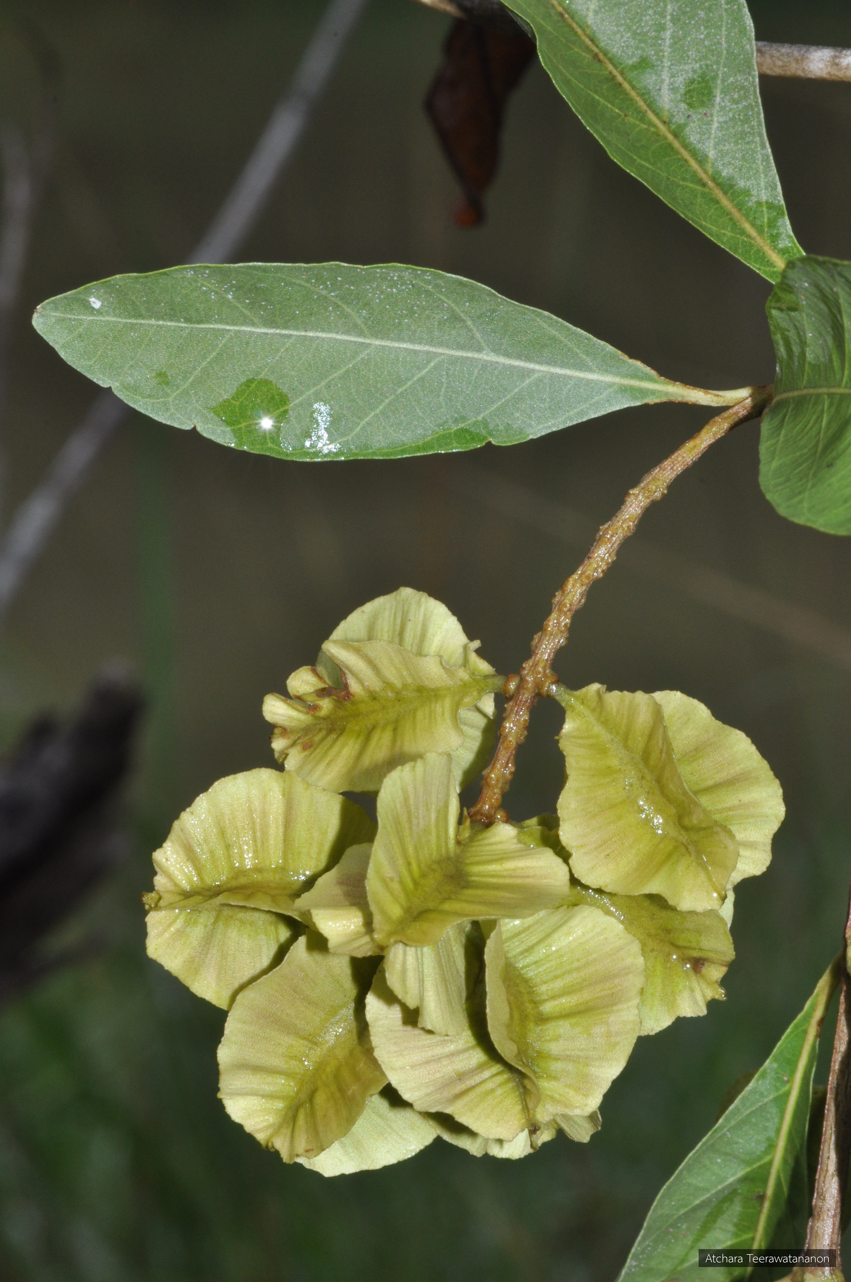 Combretum quadrangulare