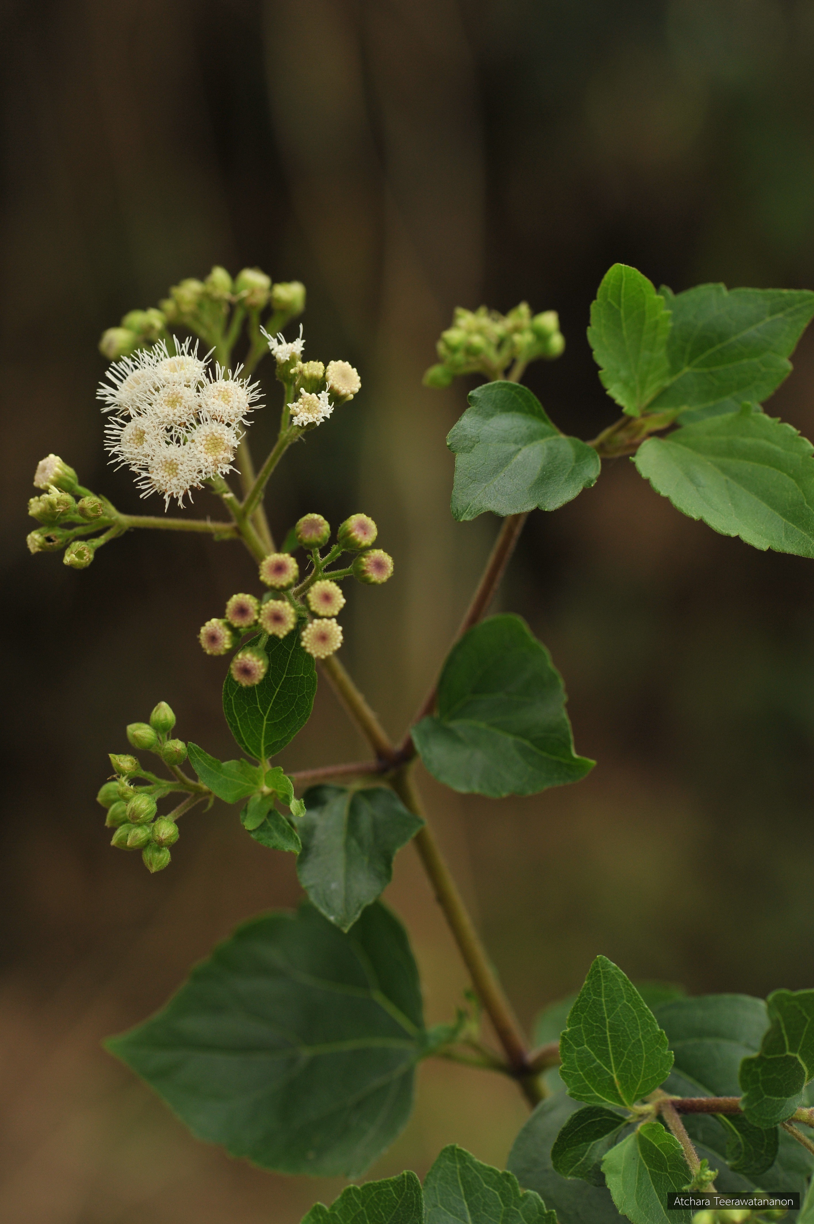 Ageratina adenophora