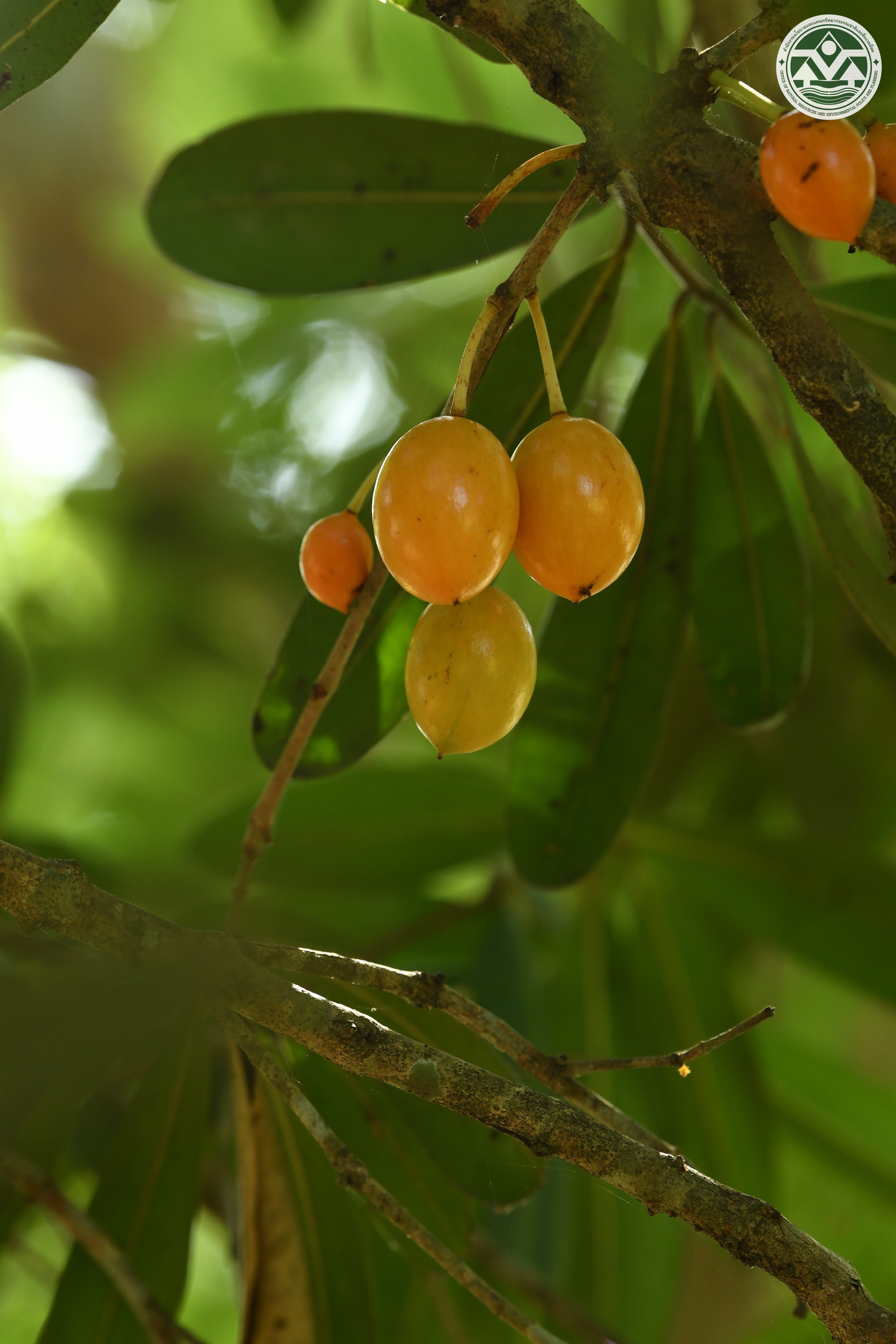 Mammea siamensis