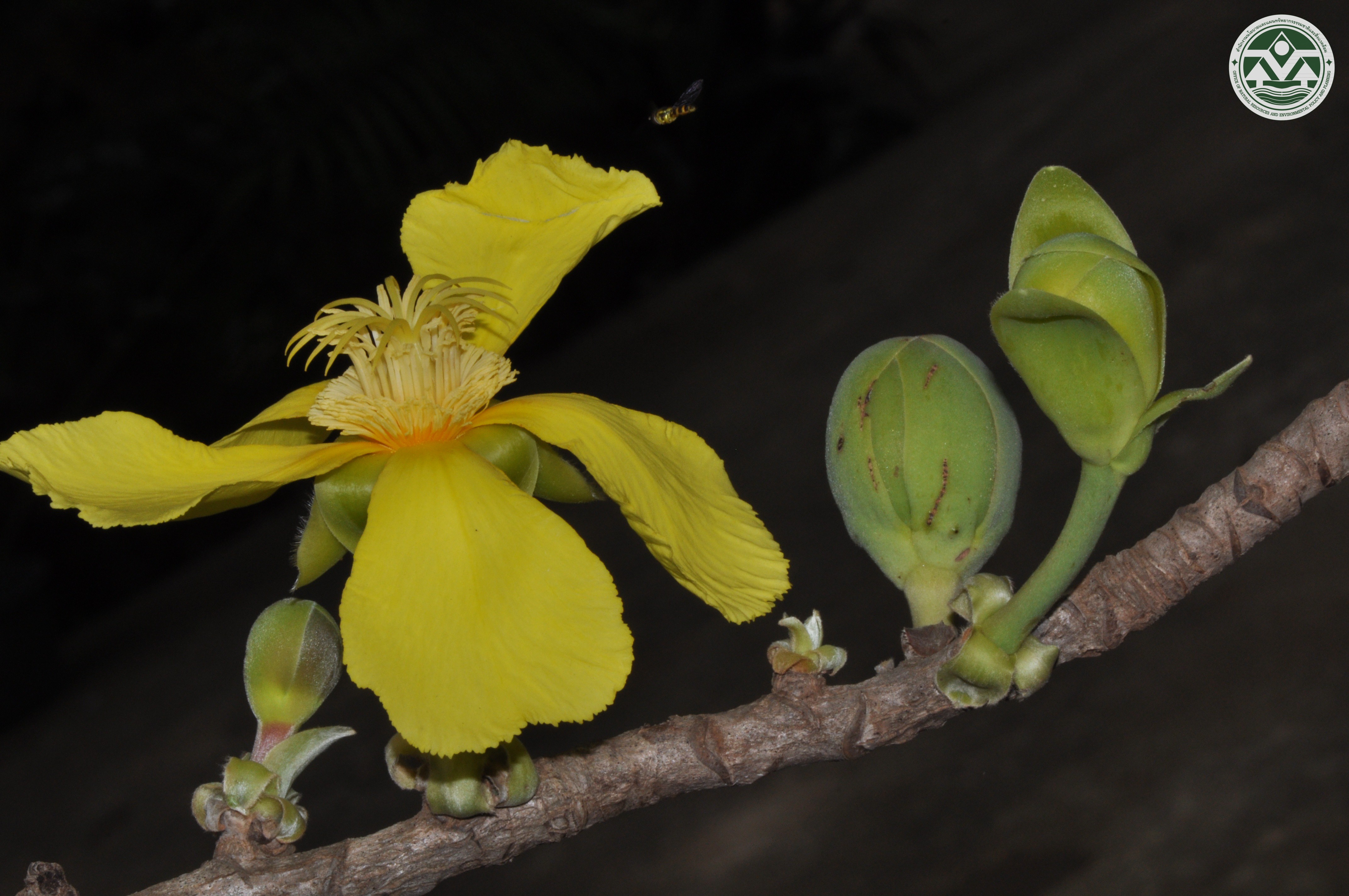 Dillenia obovata