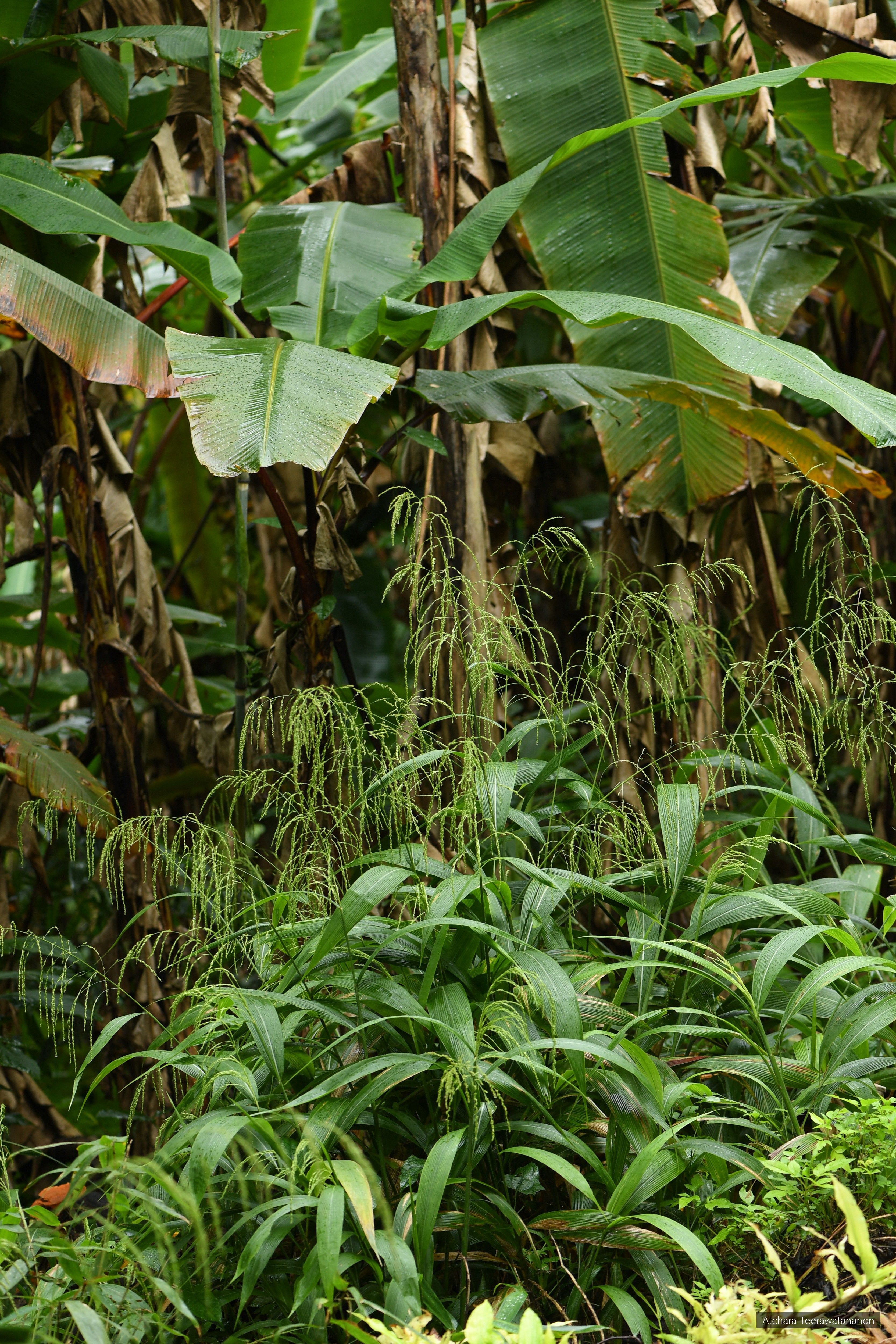 Setaria palmifolia