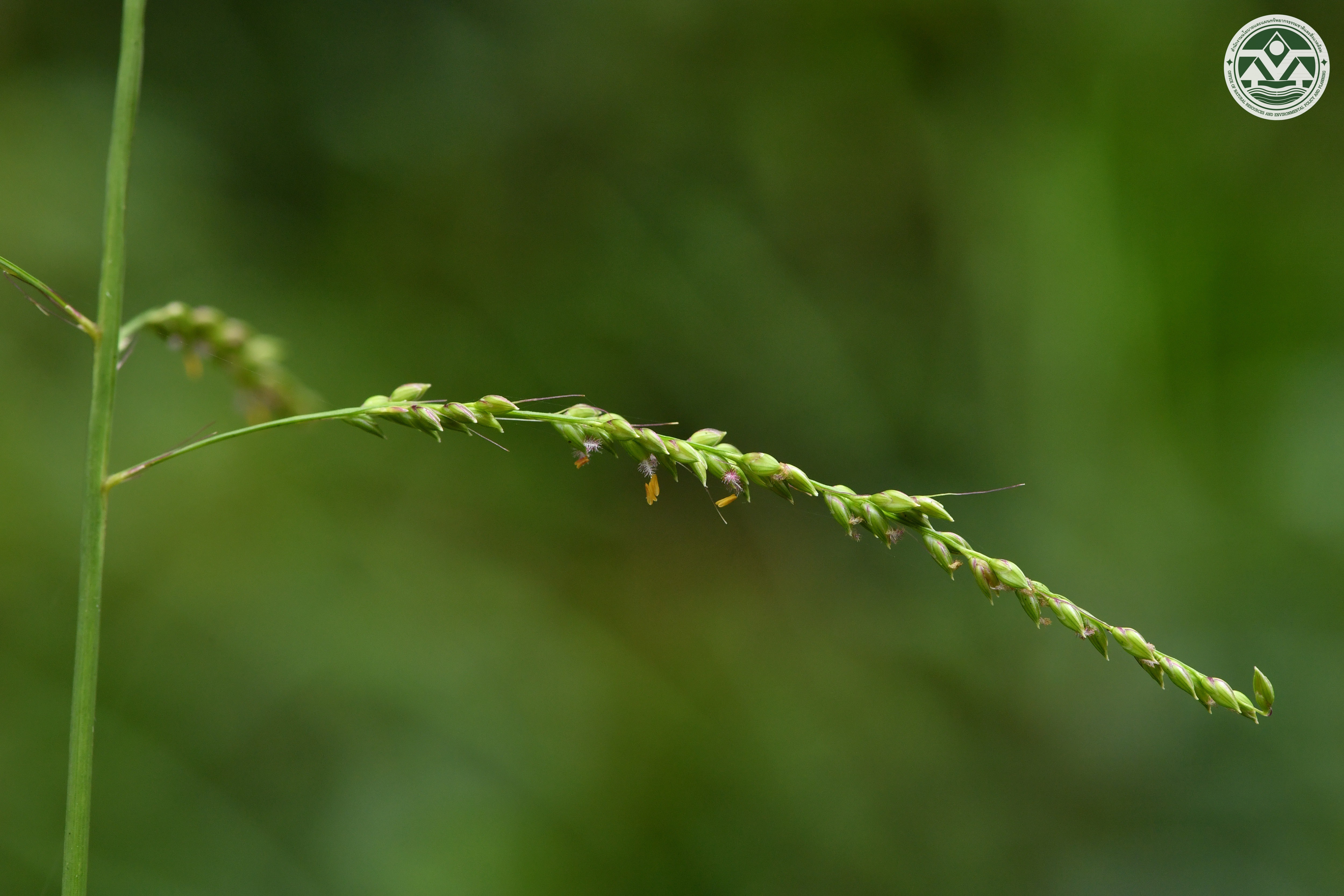 Setaria palmifolia