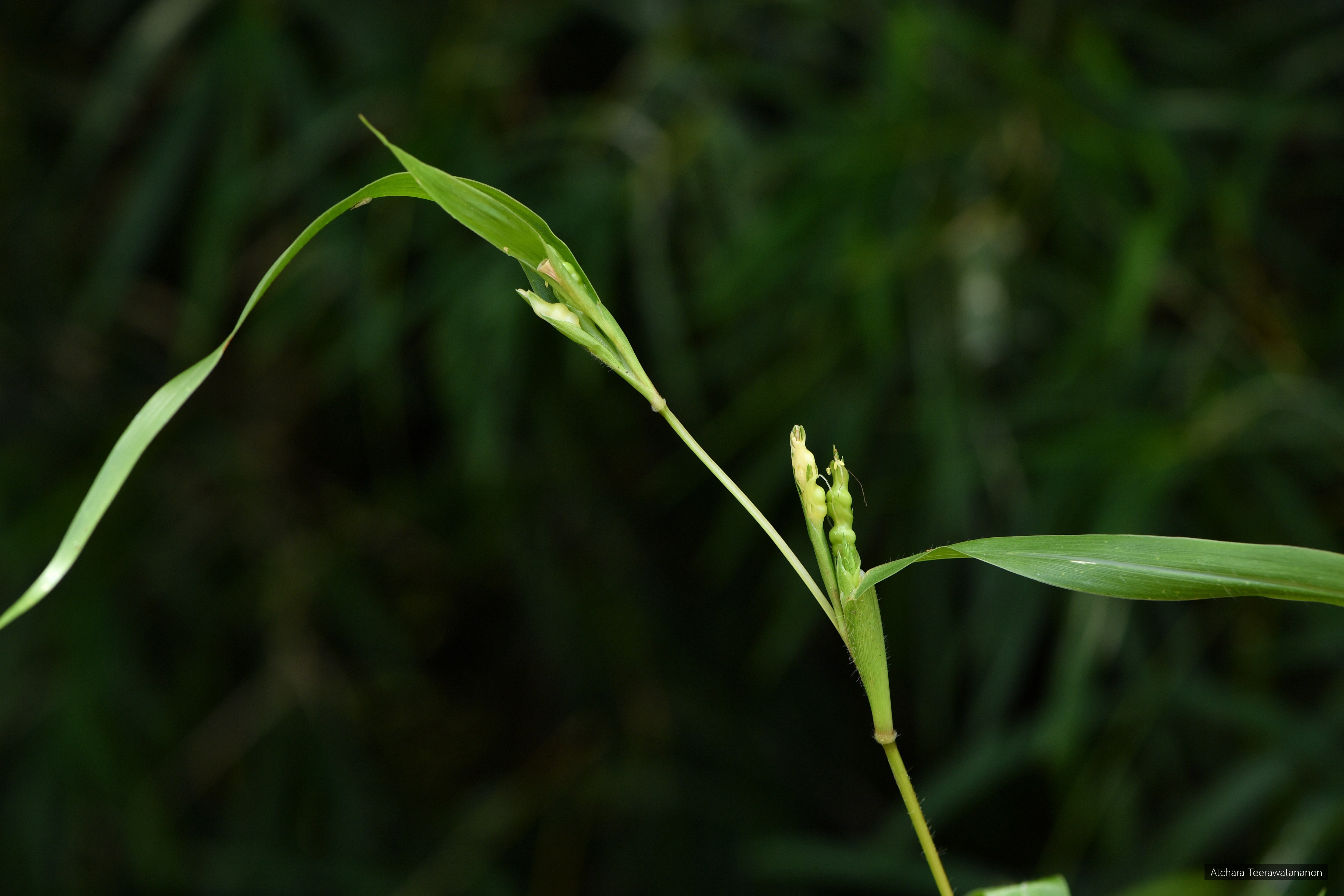 Chionachne massiei