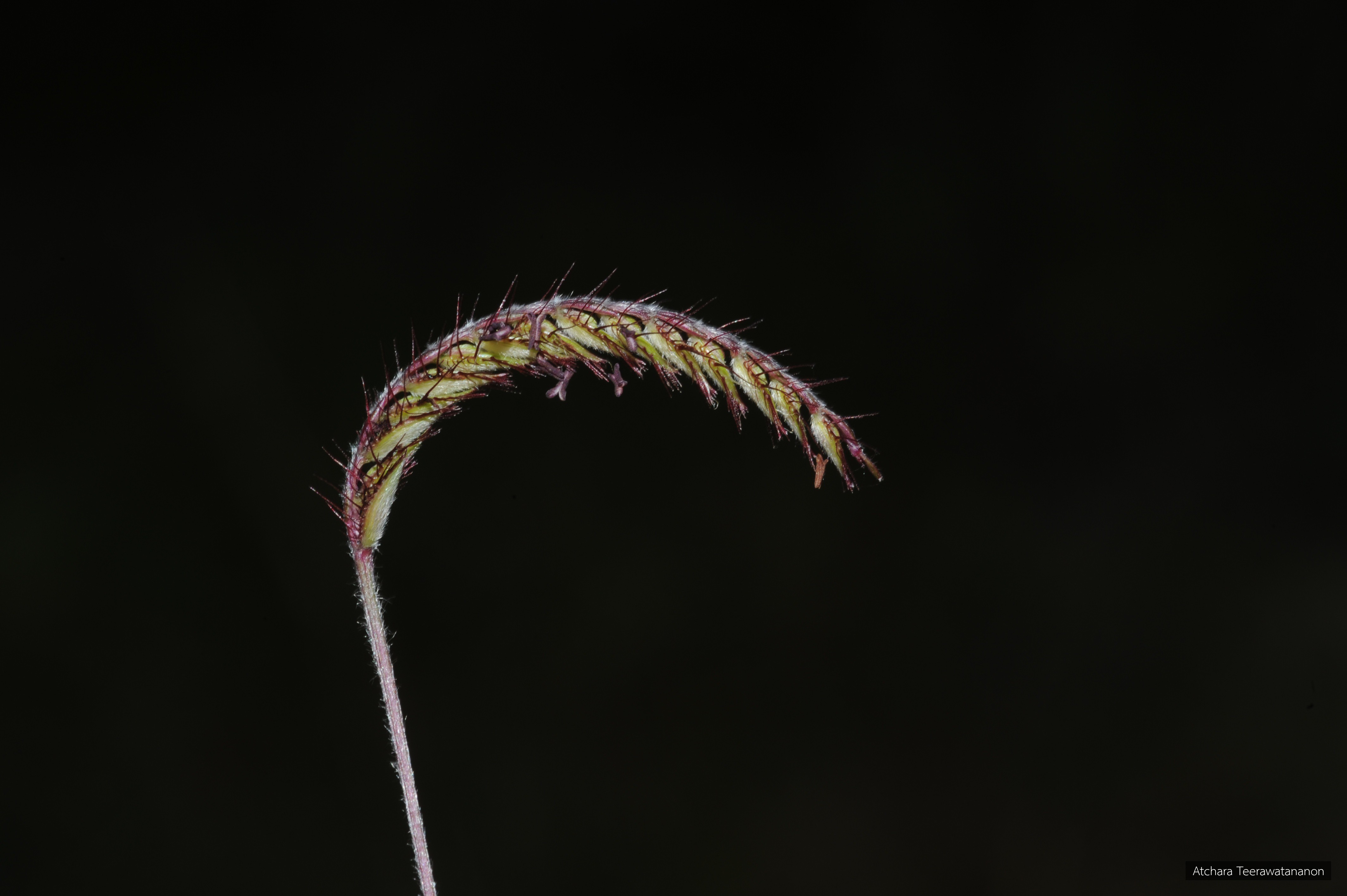 Eremochloa ciliaris
