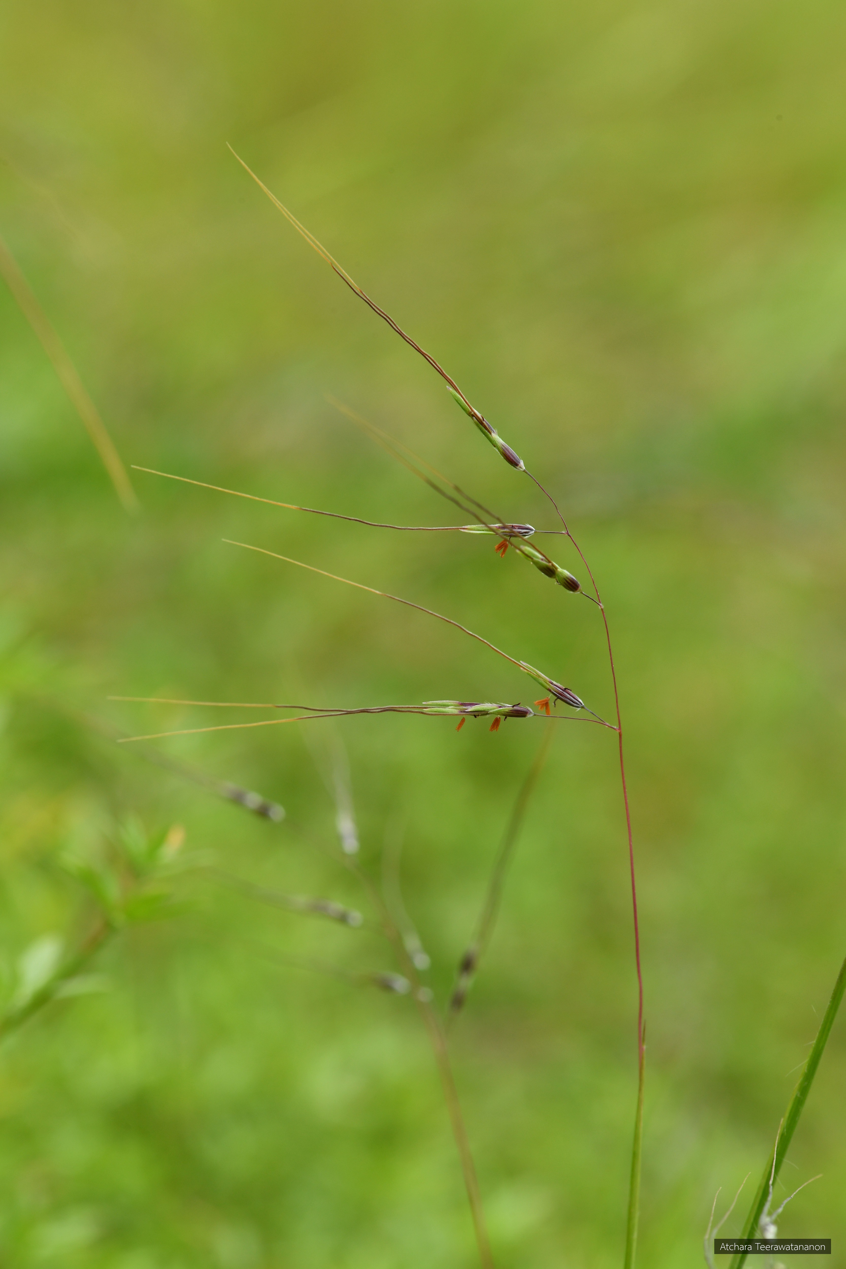 Capillipedium longisetosum