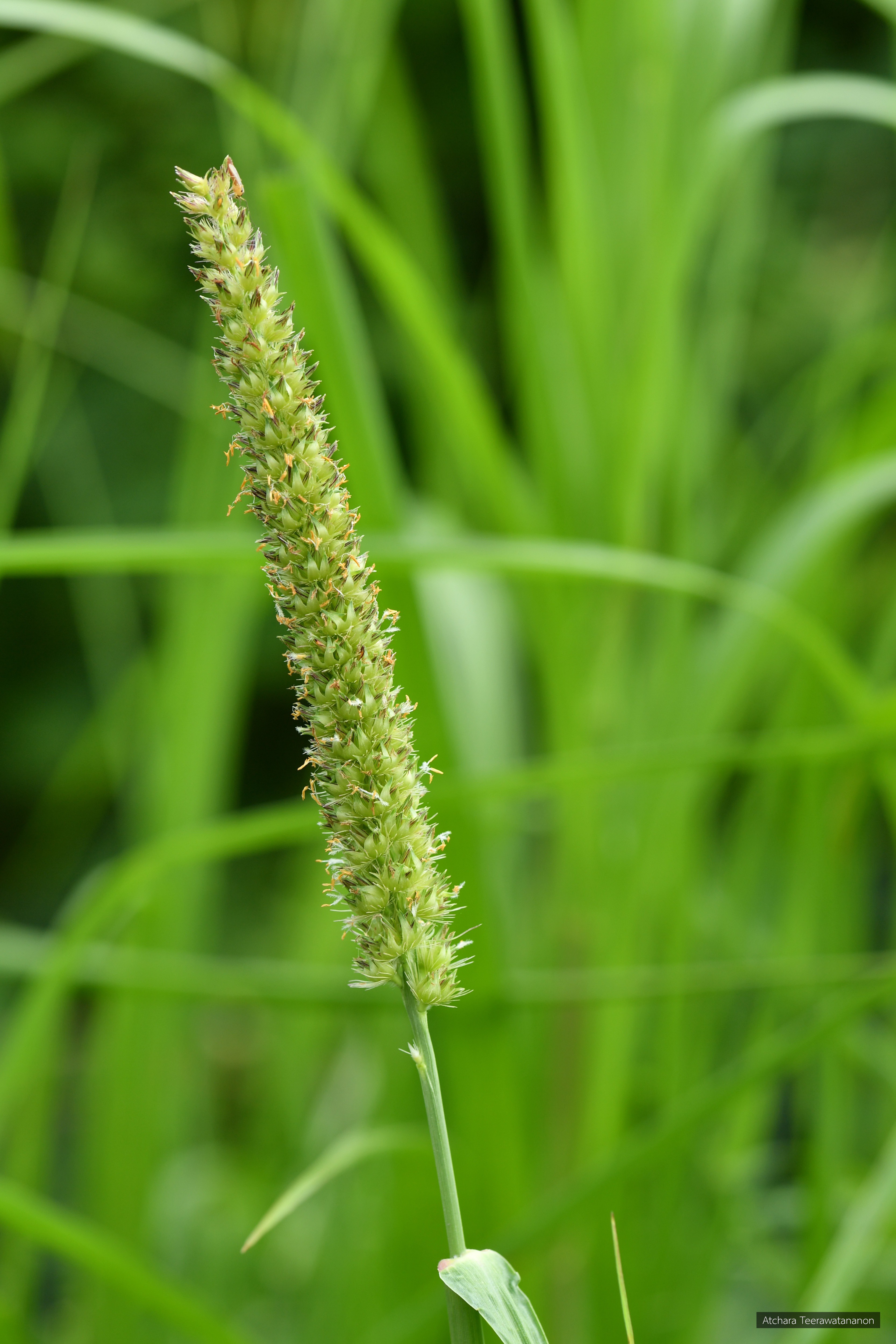 Cenchrus brownii