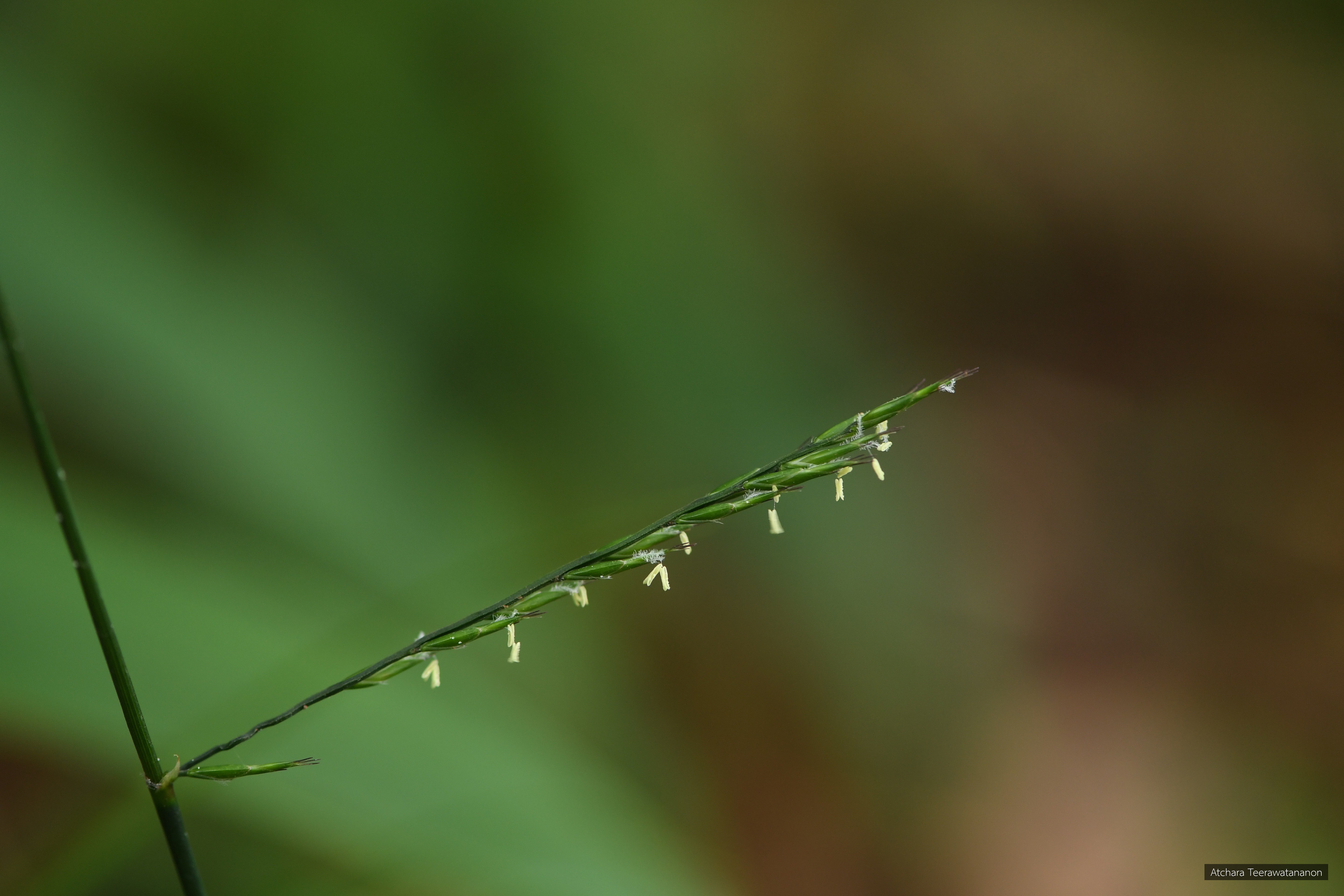 Lophatherum gracile