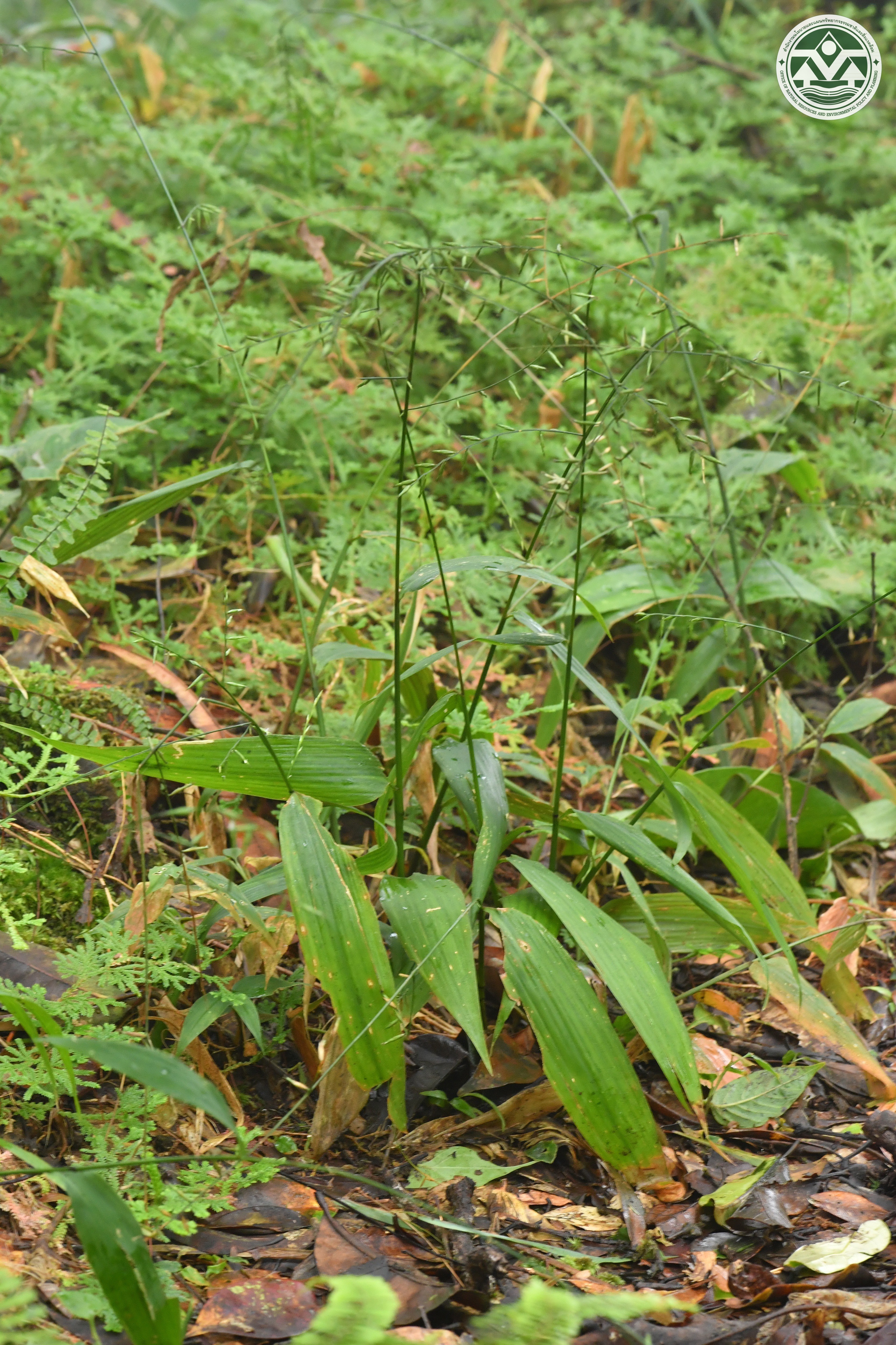 Lophatherum gracile