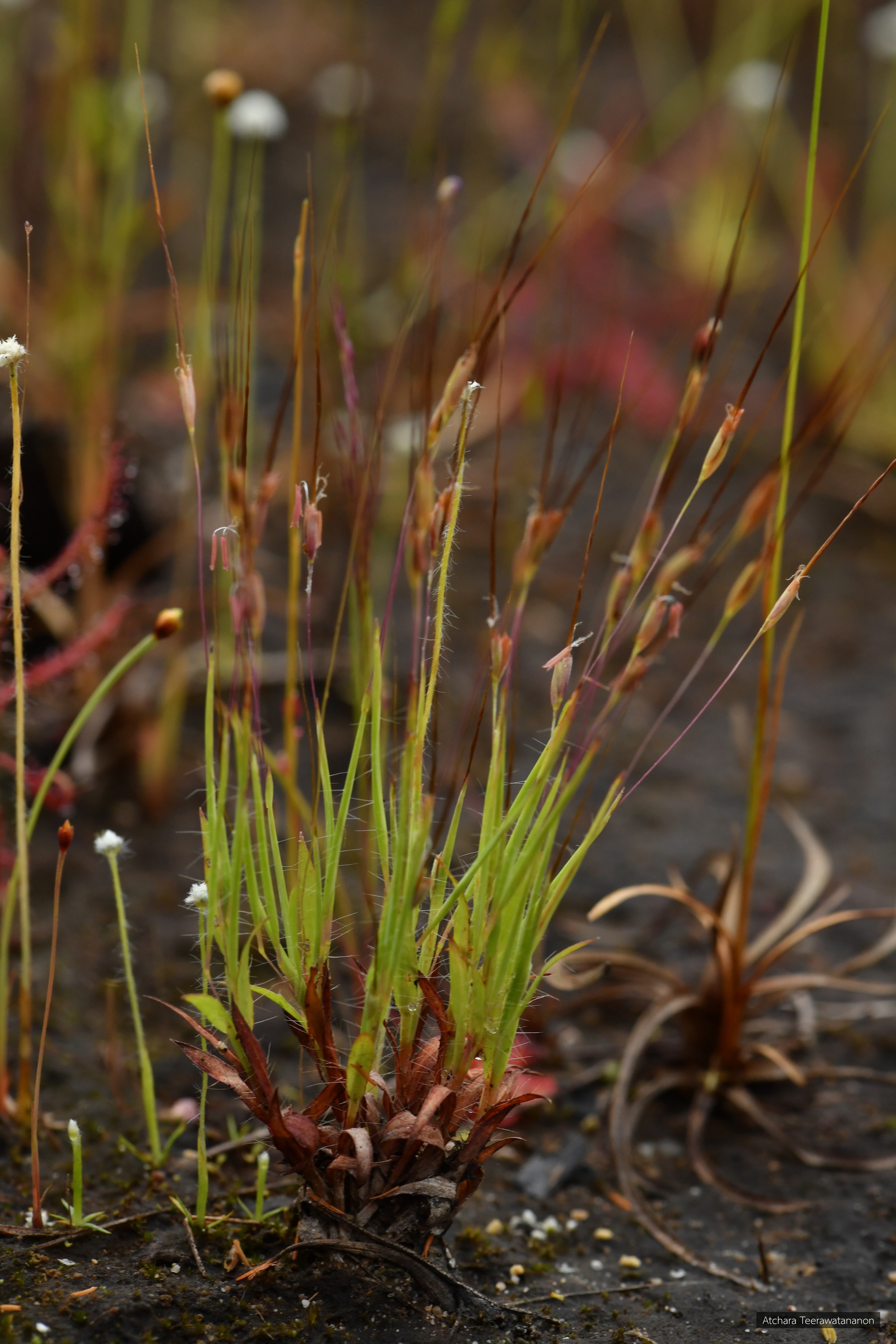 Germainia pilosa