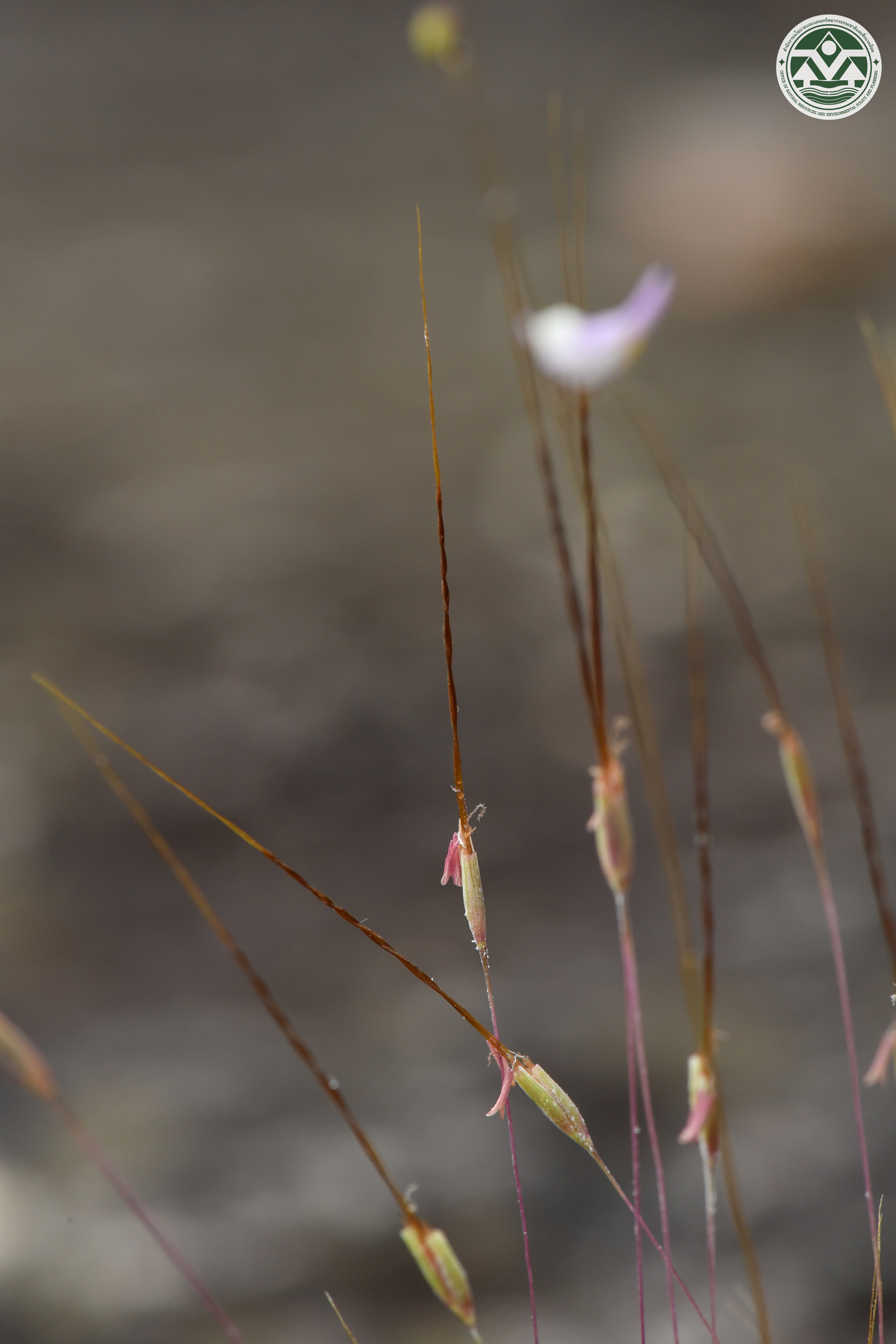 Germainia pilosa