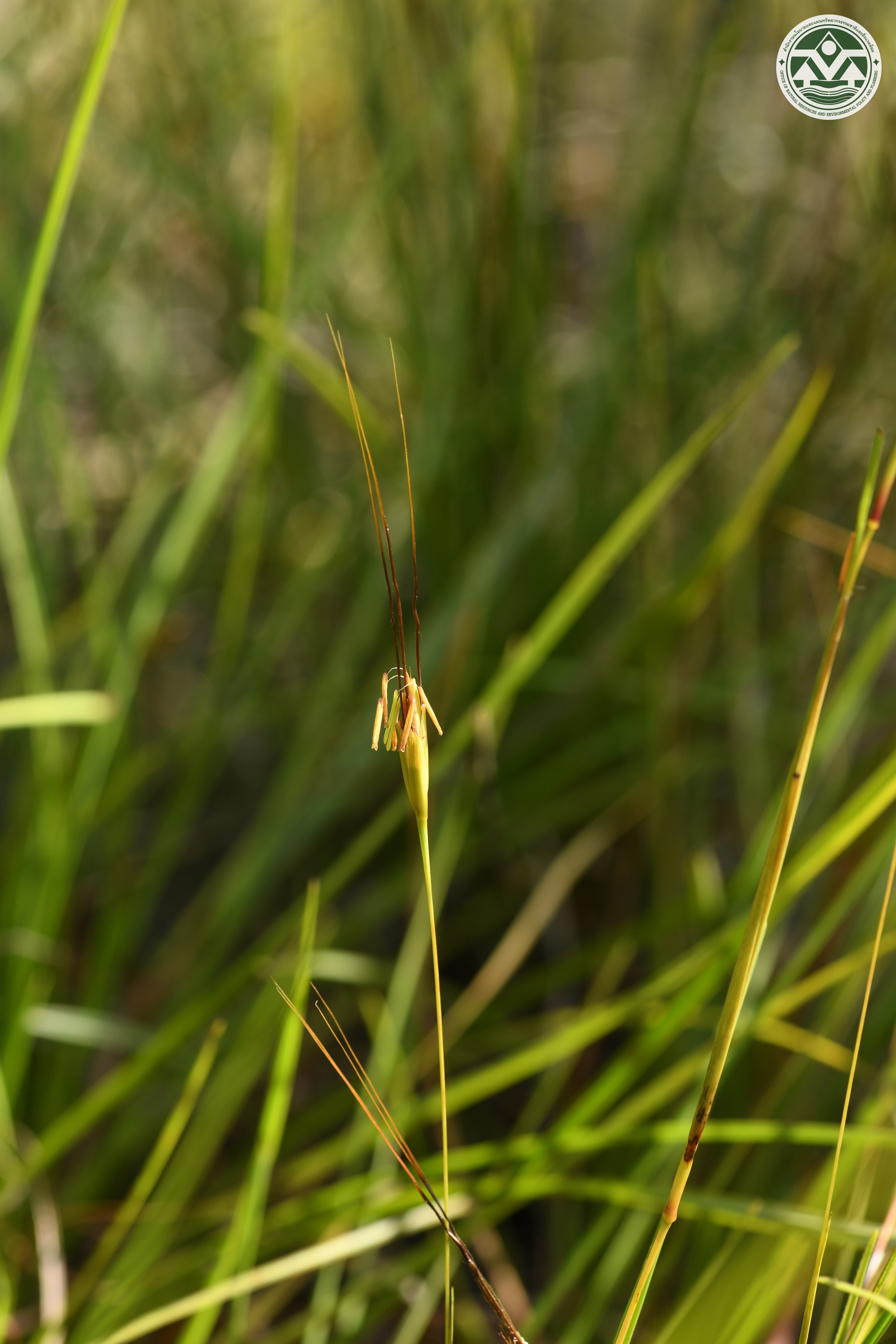 Germainia lanipes