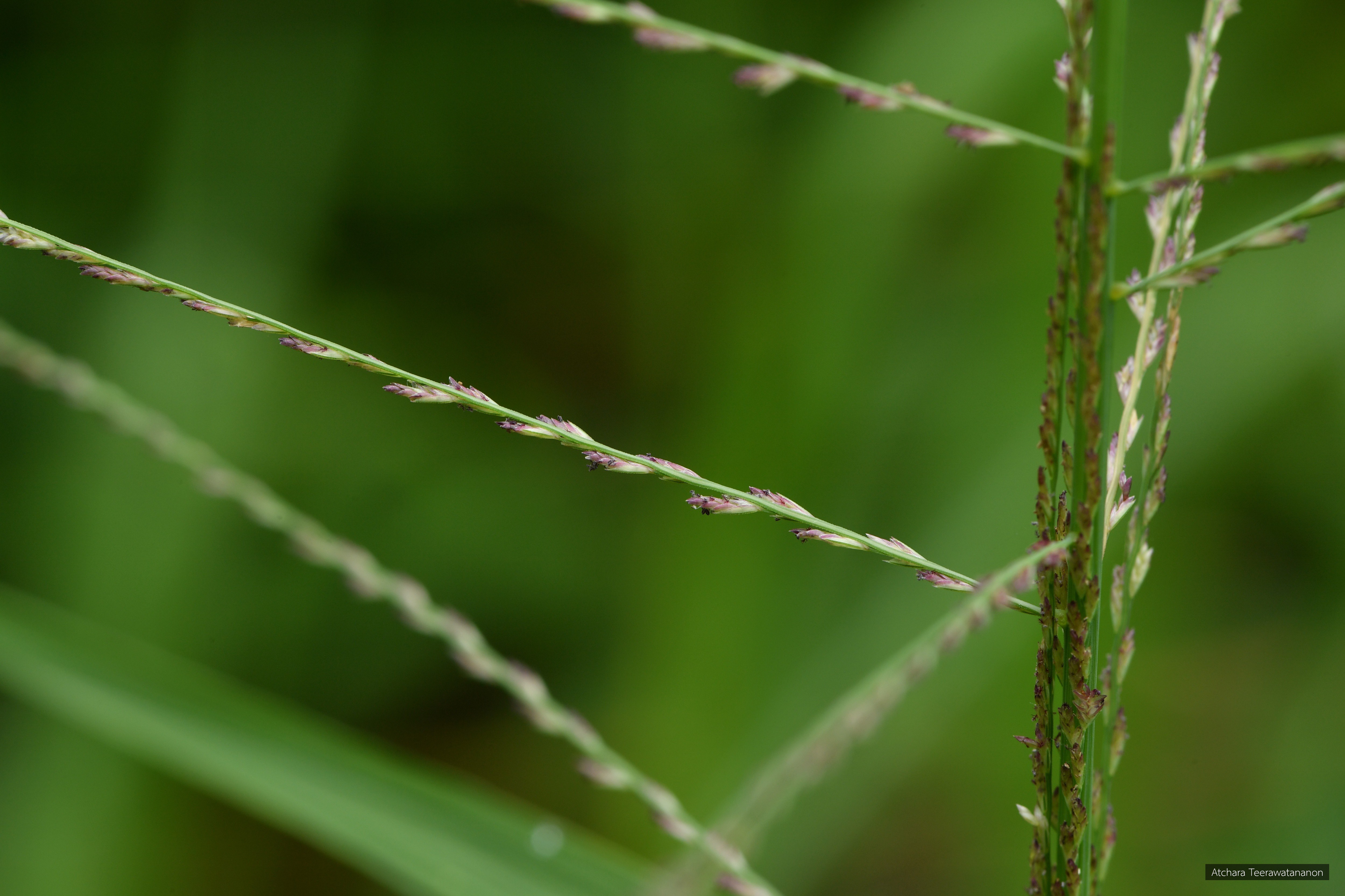 Leptochloa chinensis