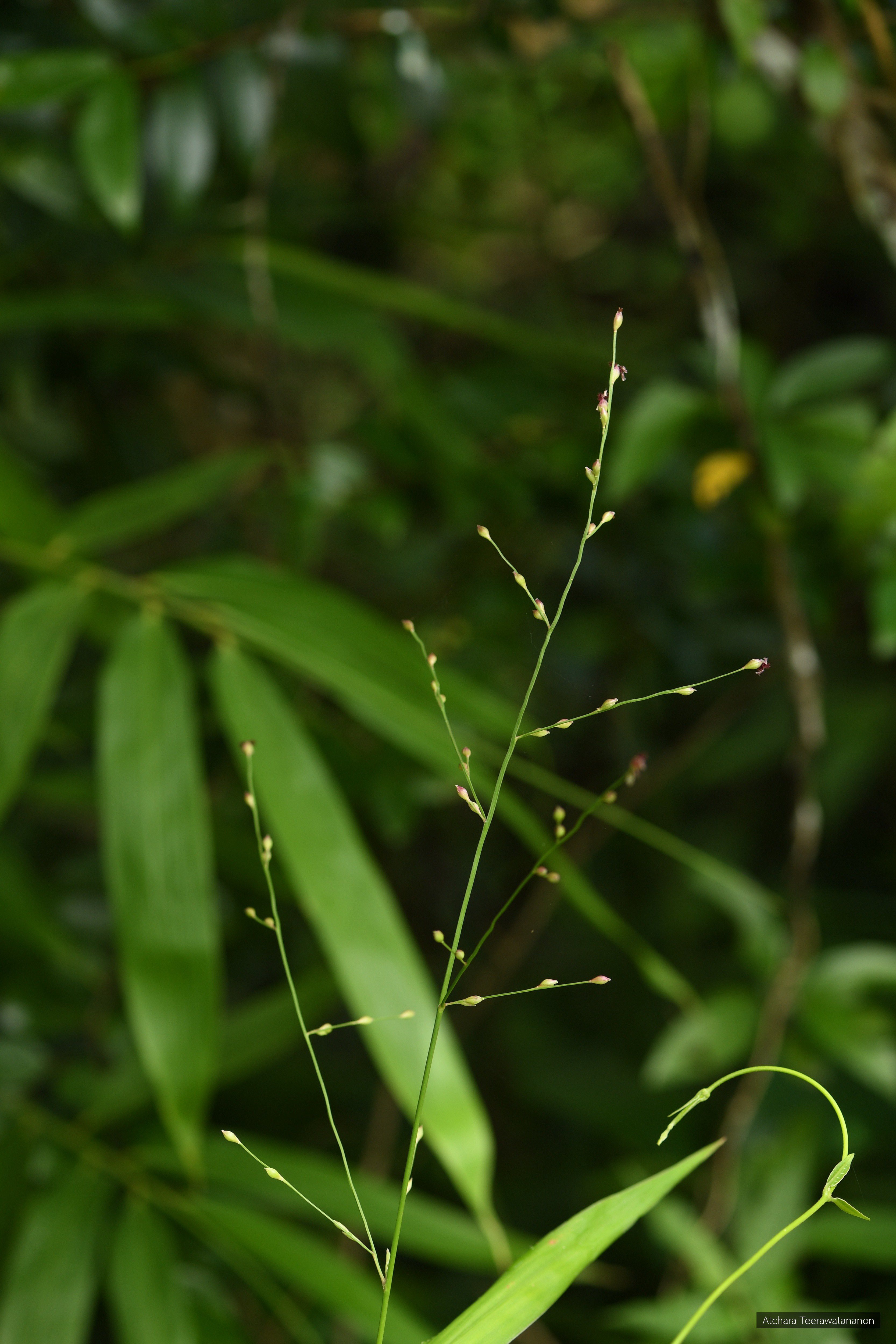 Acroceras tonkinense