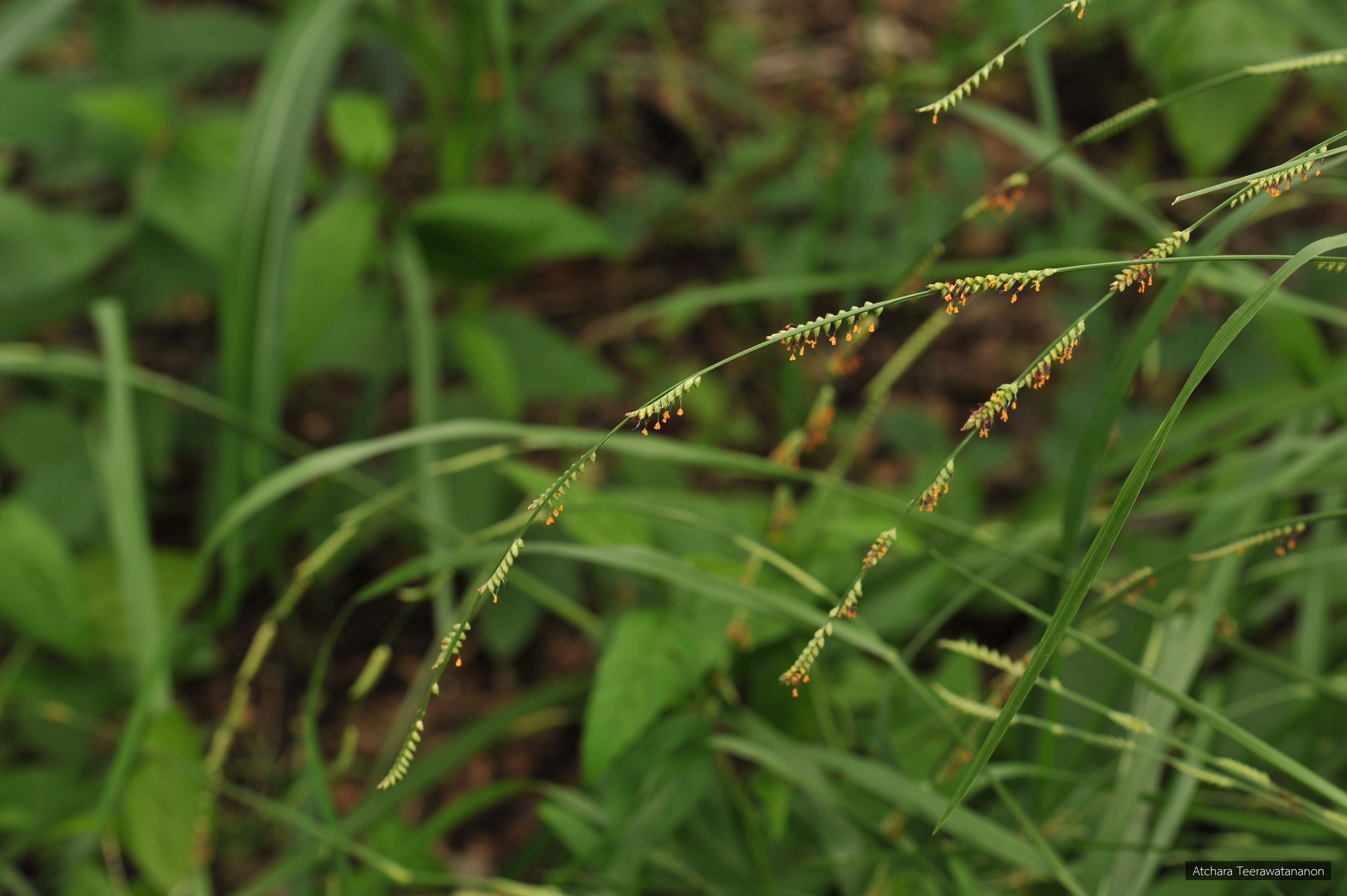 Paspalidium flavidum