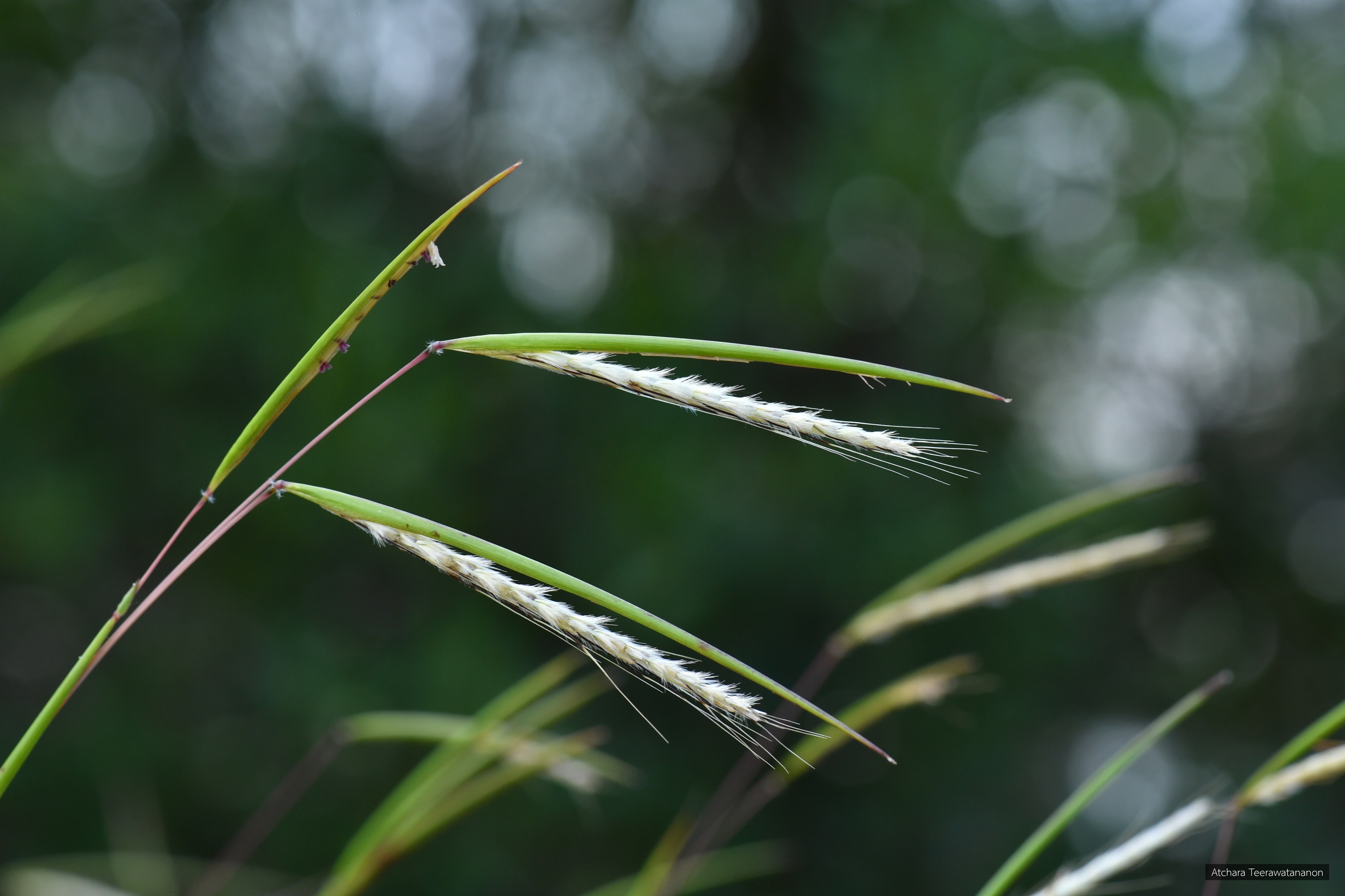Kerriochloa siamensis