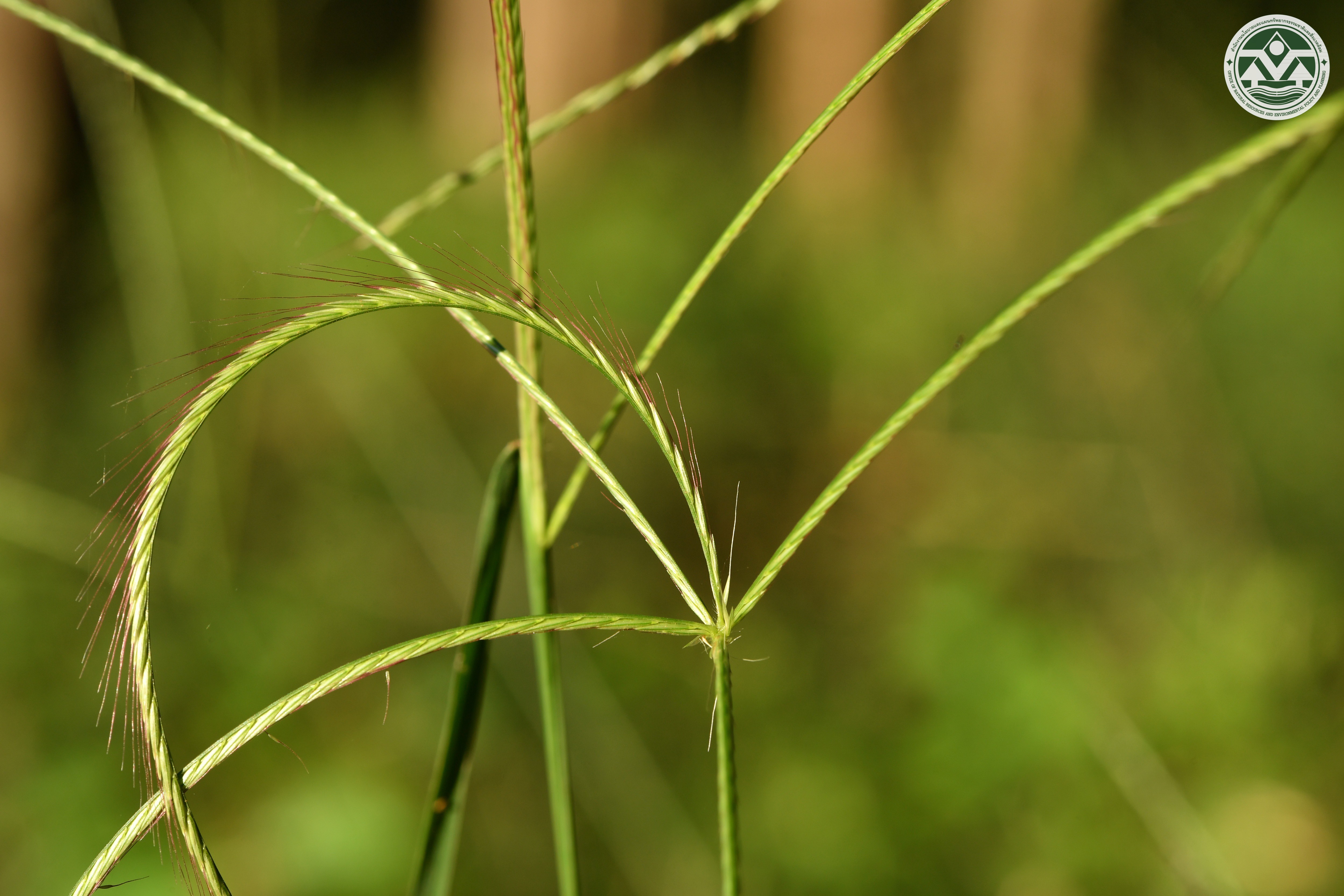 Enteropogon dolichostachyus