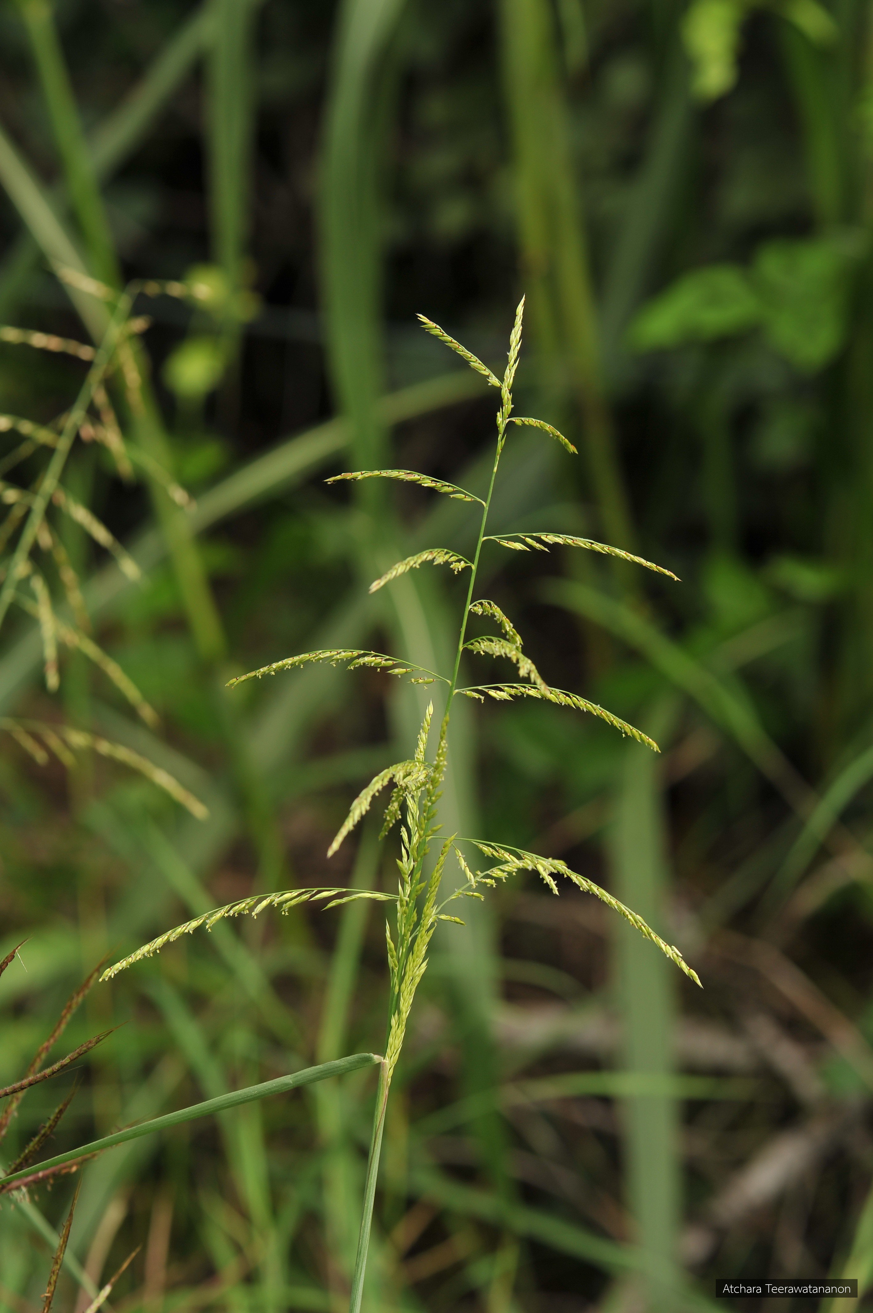 Eriochloa procera