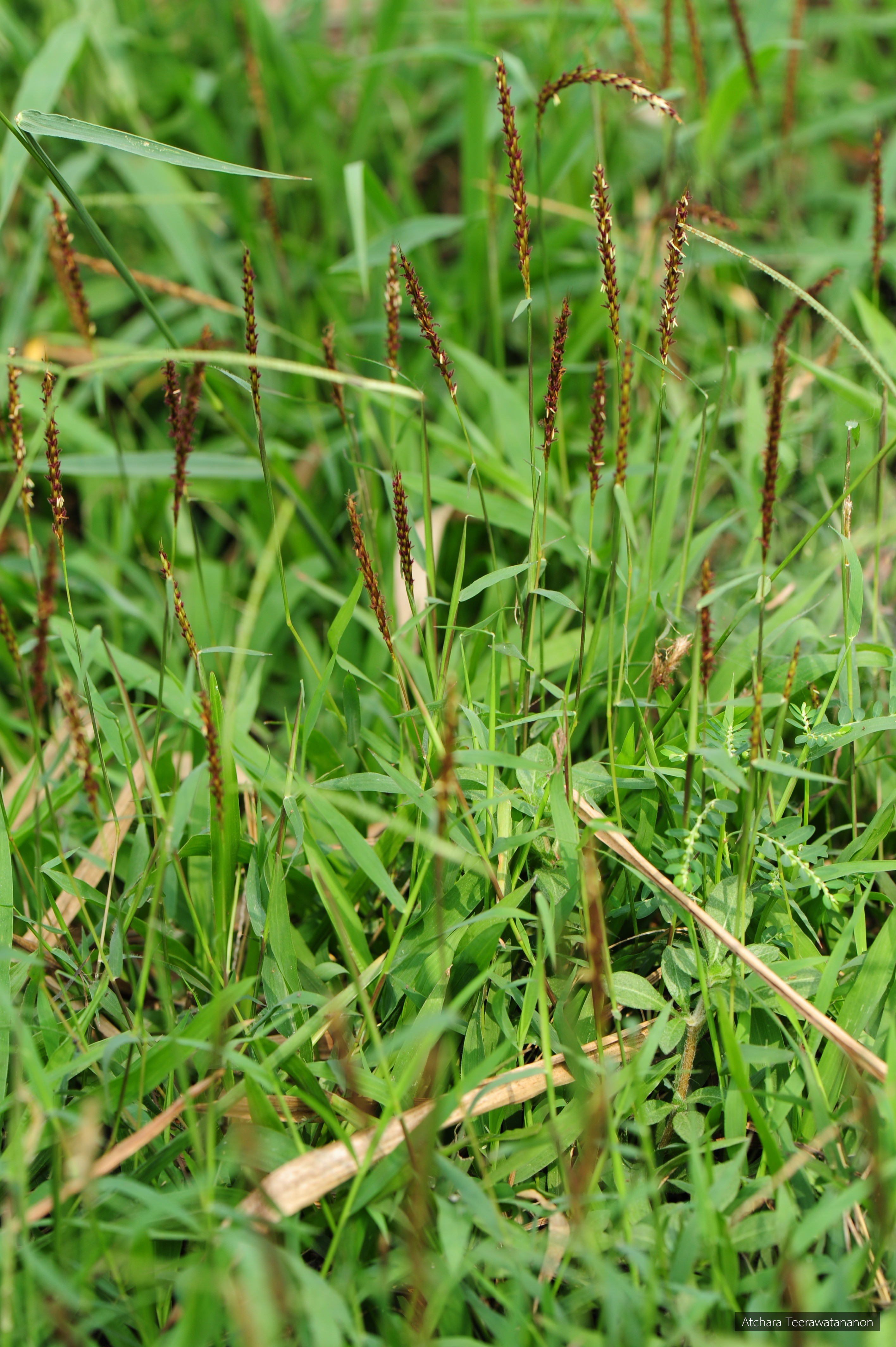 Polytrias indica