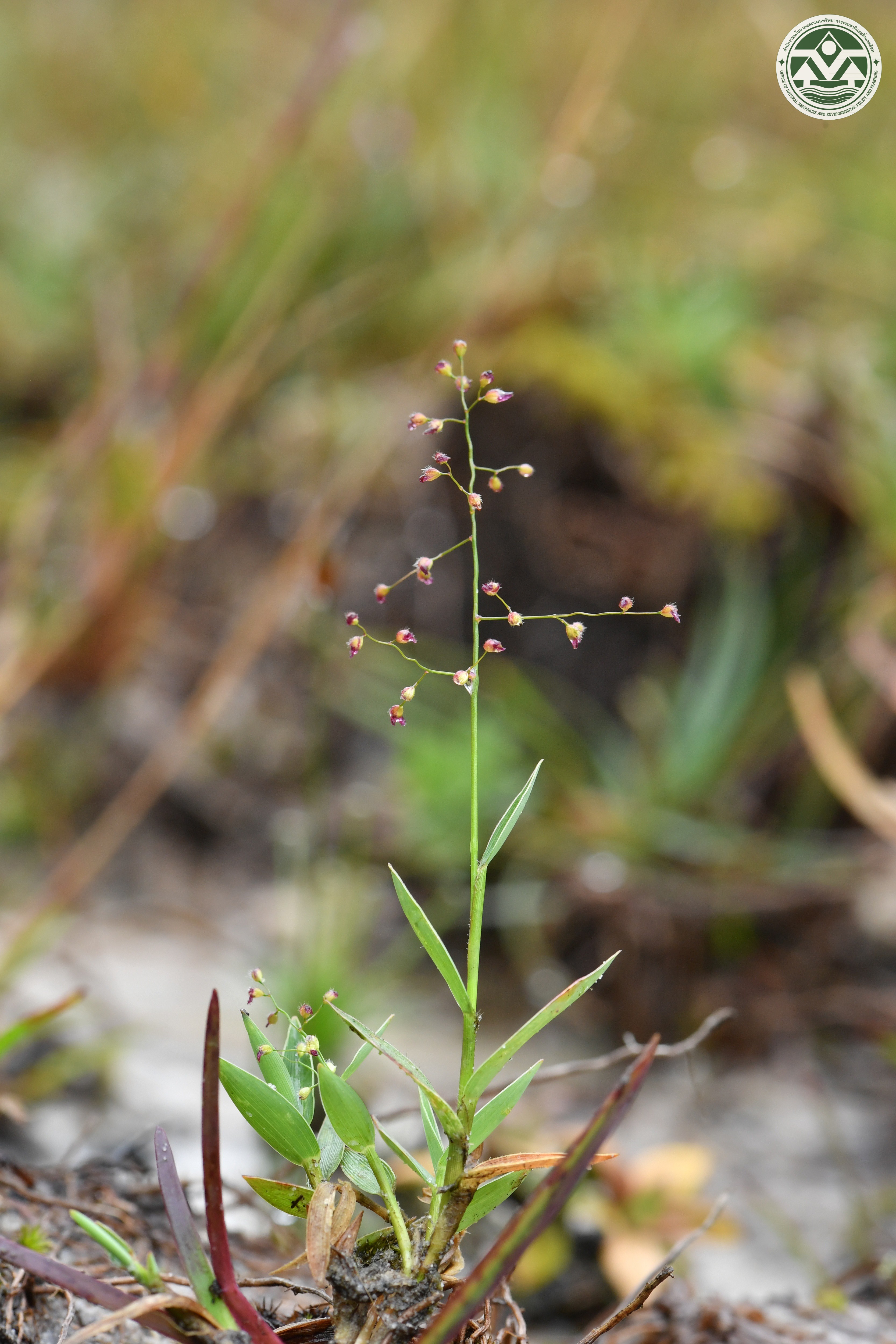 Isachne smitinandiana