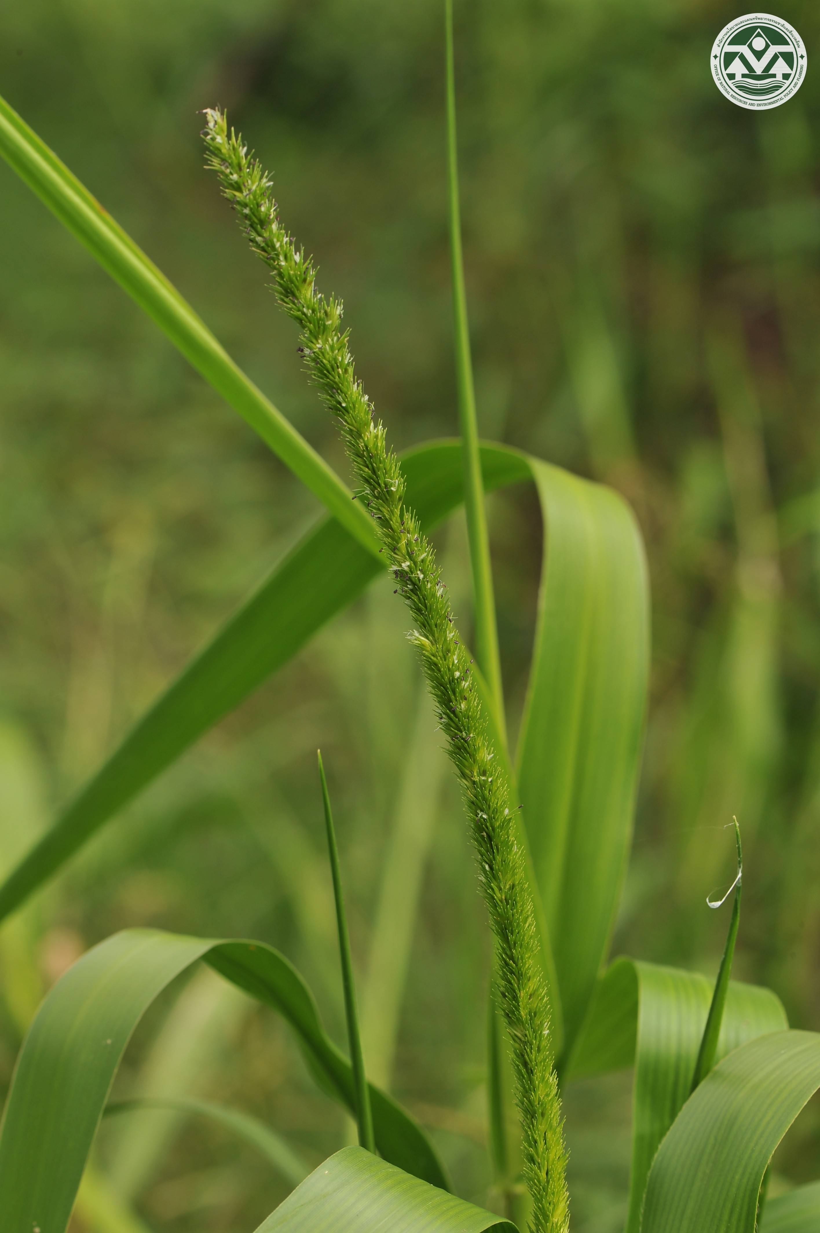 Hymenachne amplexicaulis
