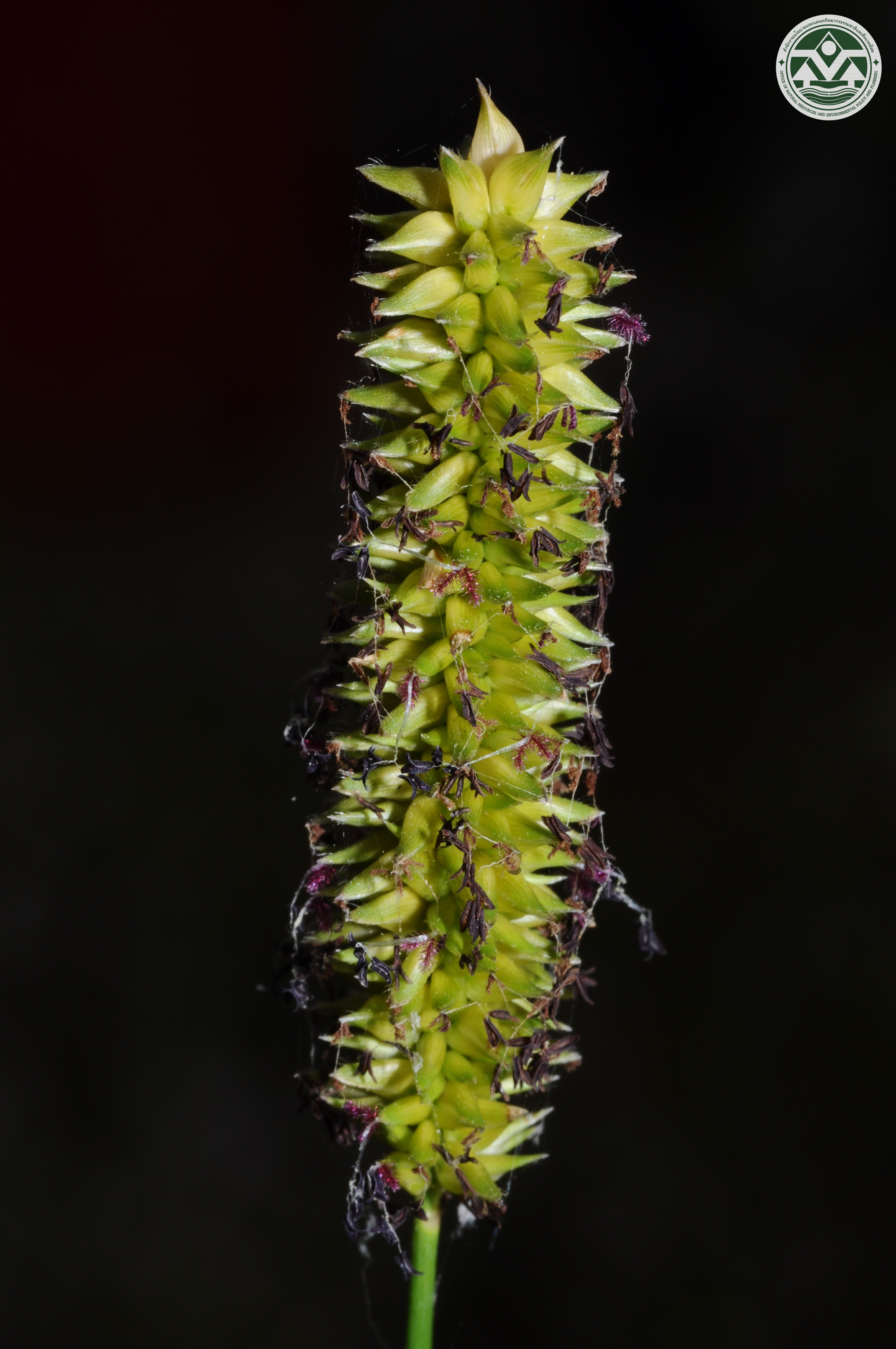 Sacciolepis indica
