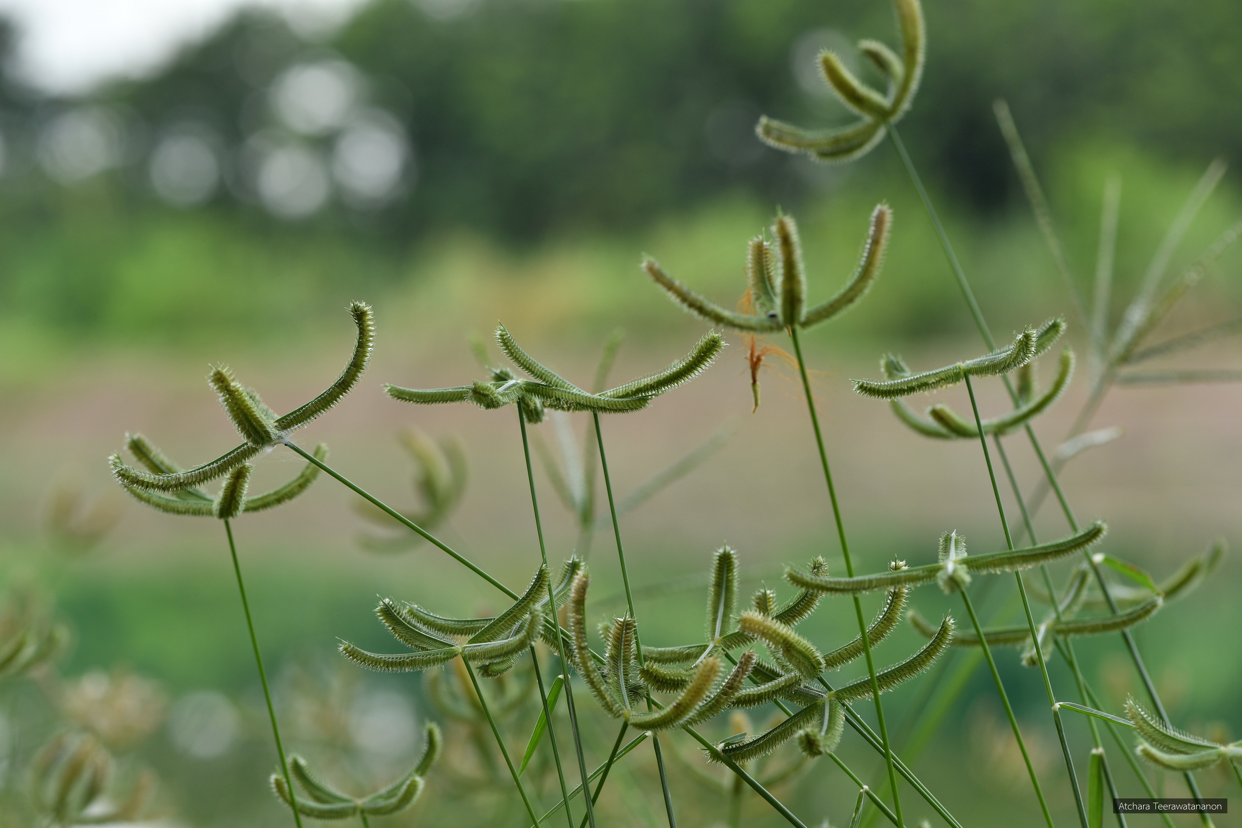 Dactyloctenium aegyptium