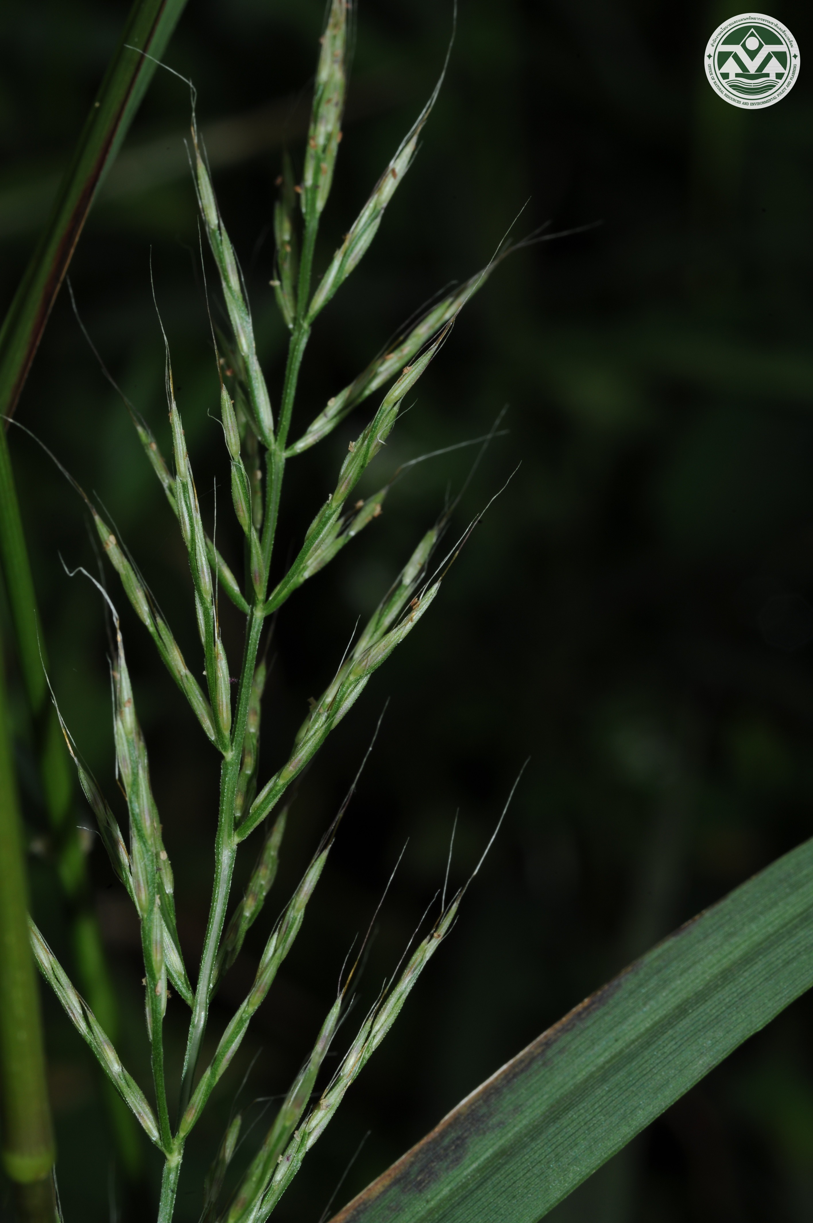 Garnotia tenella