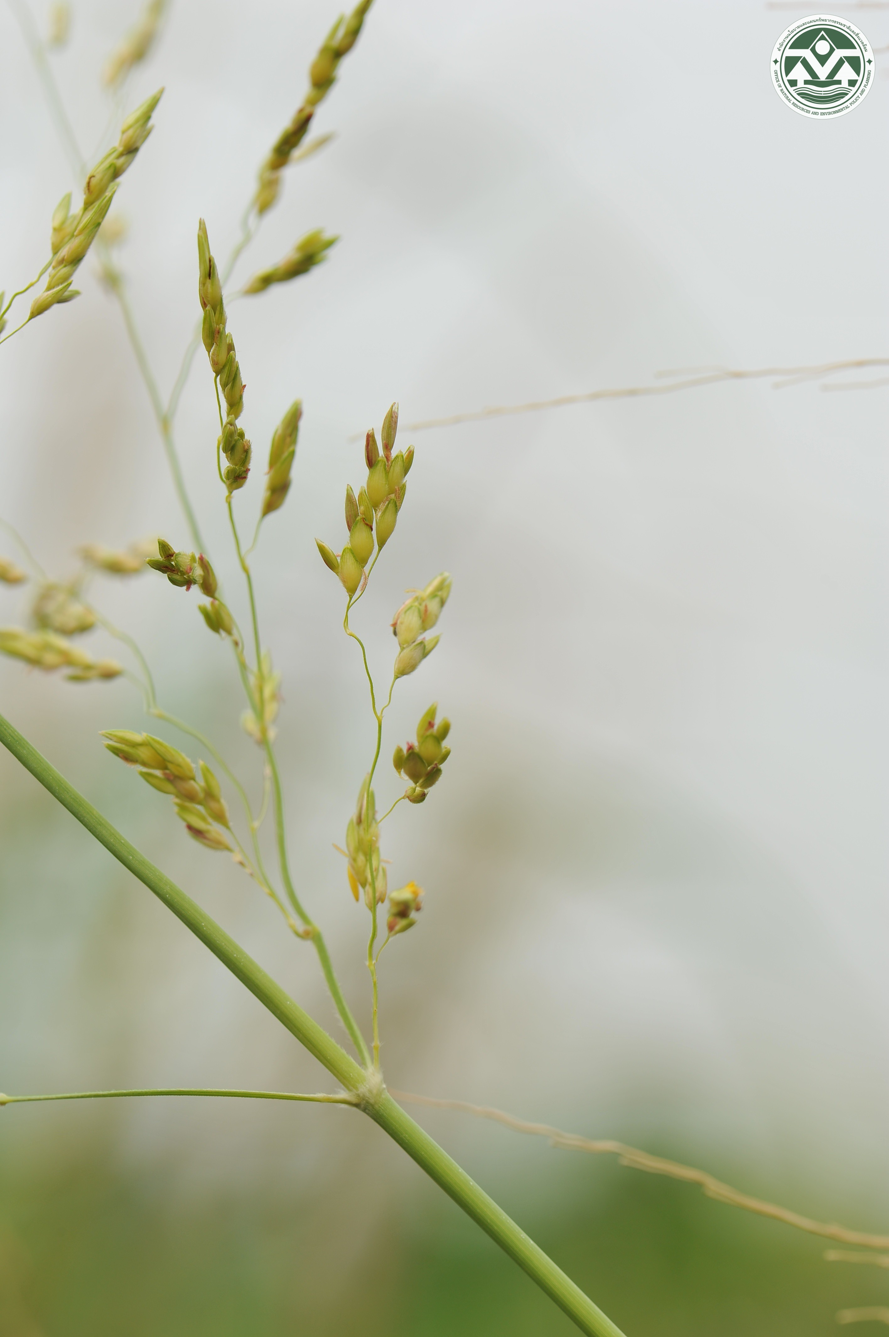 Sorghum propinquum
