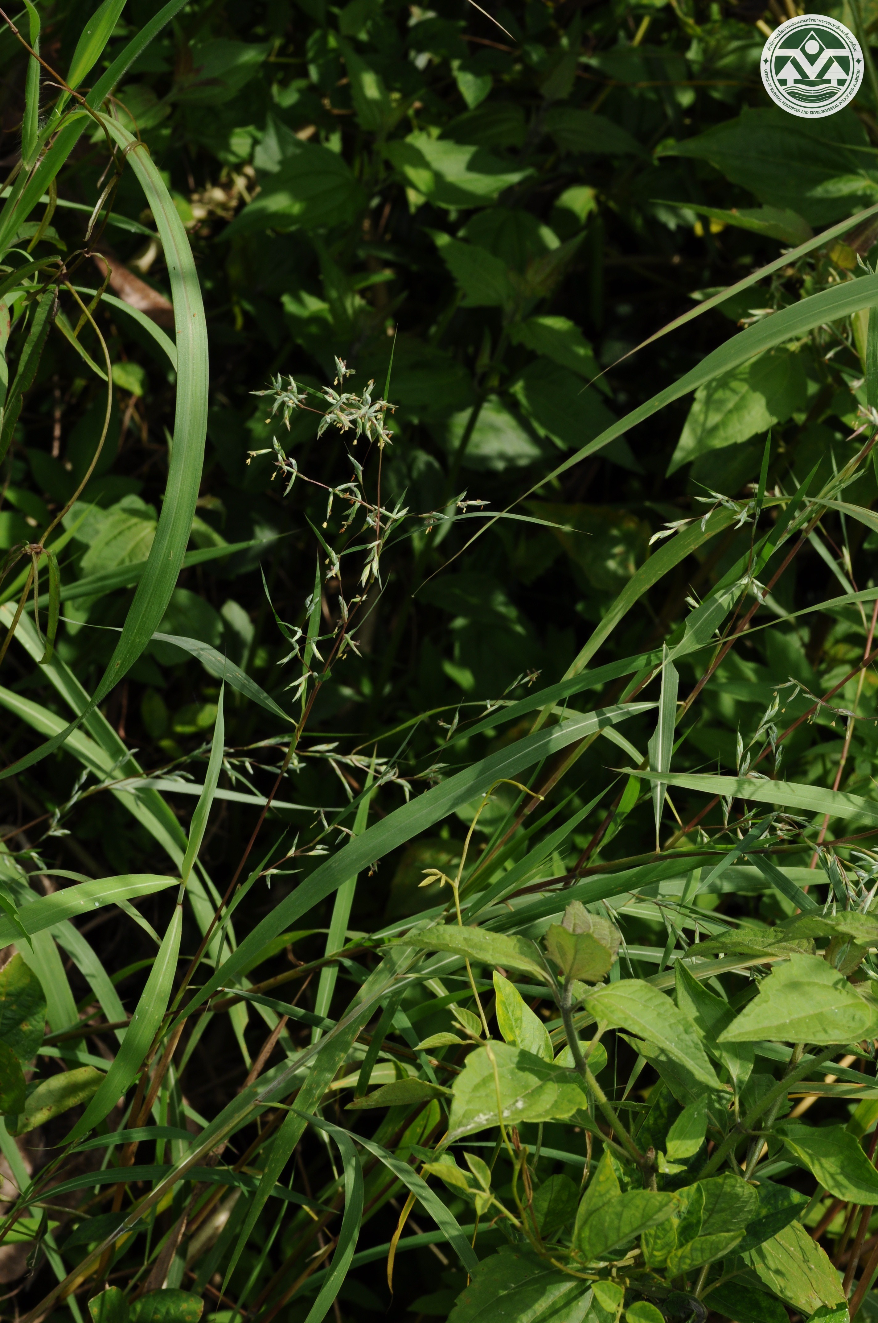 Apluda mutica