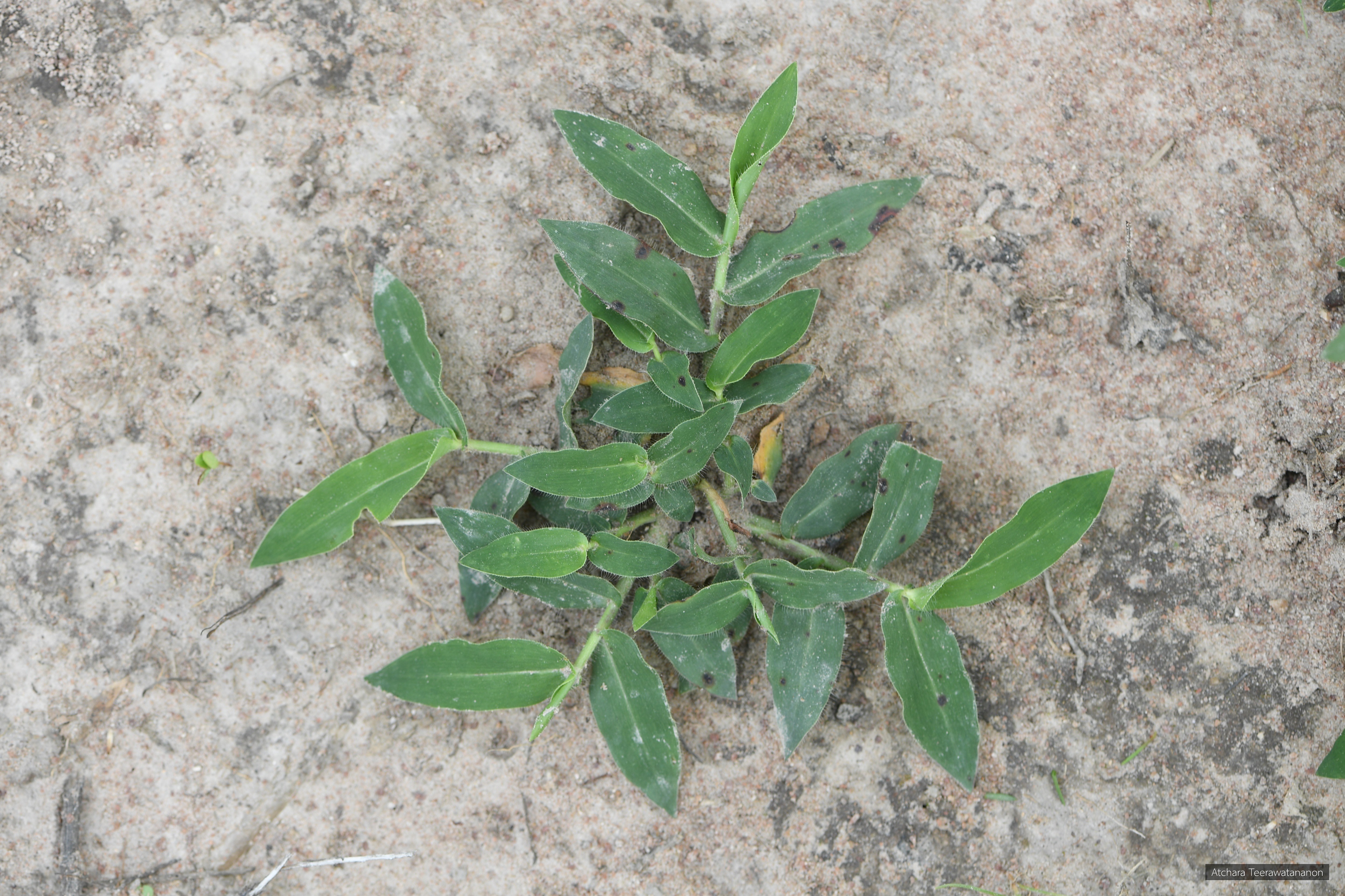 Alloteropsis cimicina