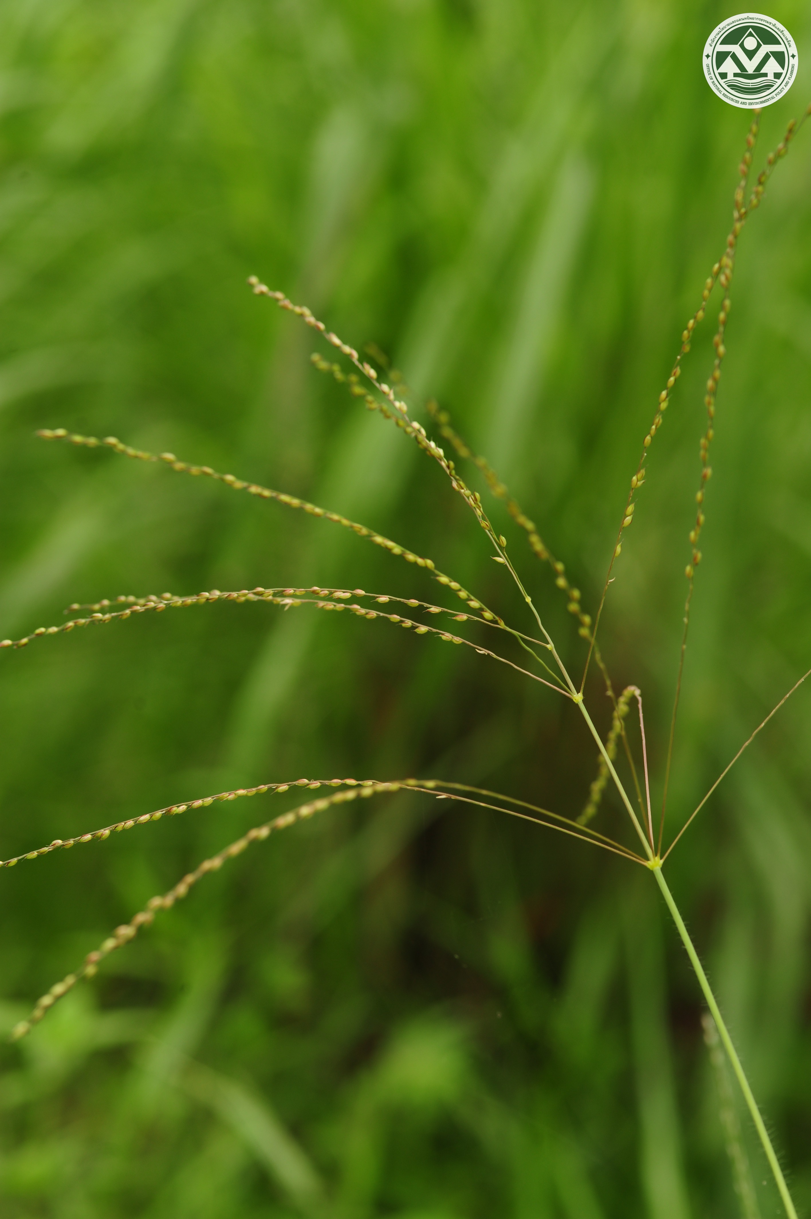Alloteropsis cimicina